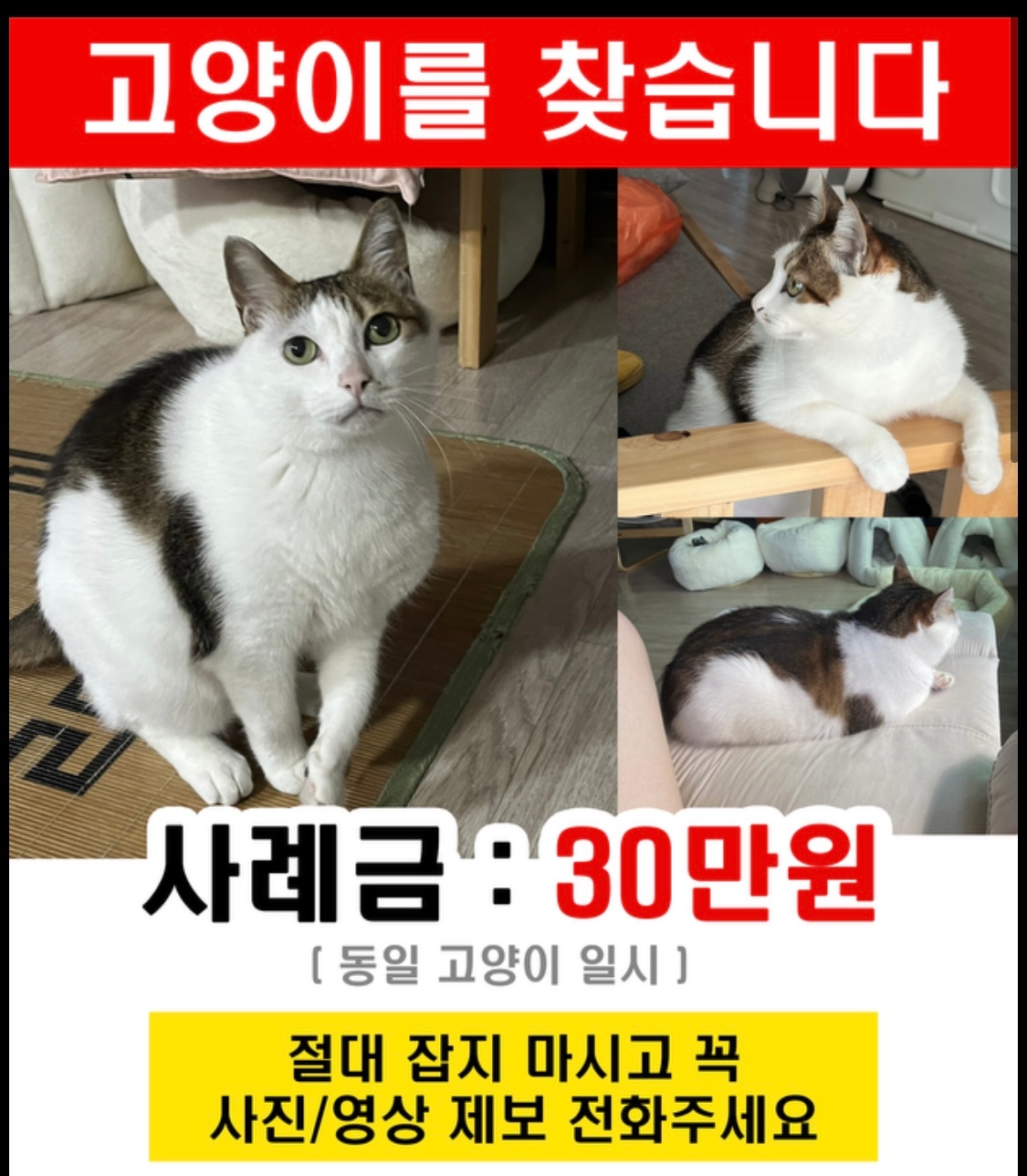 고양이 찾는 포스터 부착 알바 공고 썸네일
