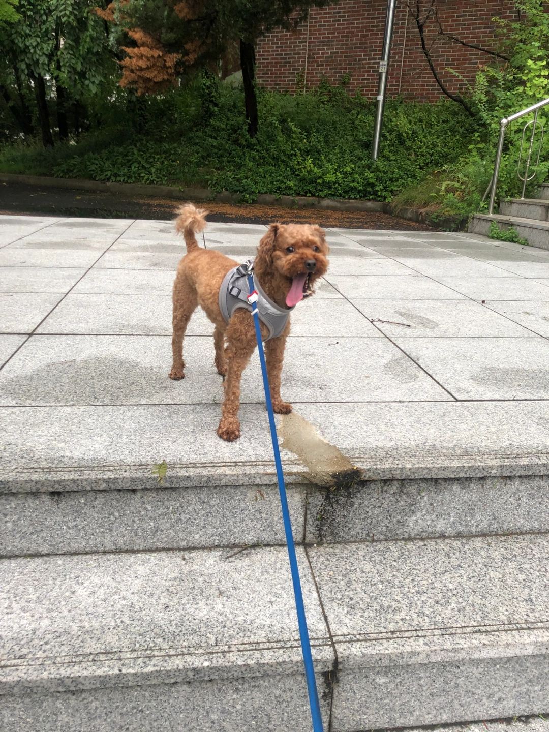 강아지 돌봄 알바