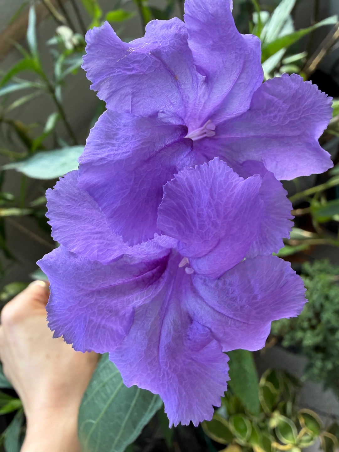 조리사 모집합니다