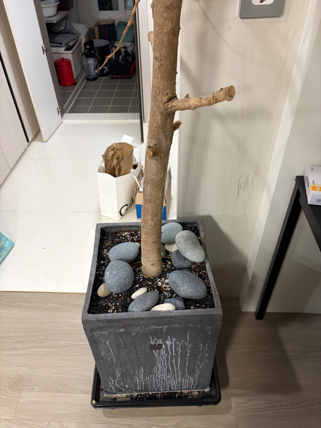 화분 버려주실분
