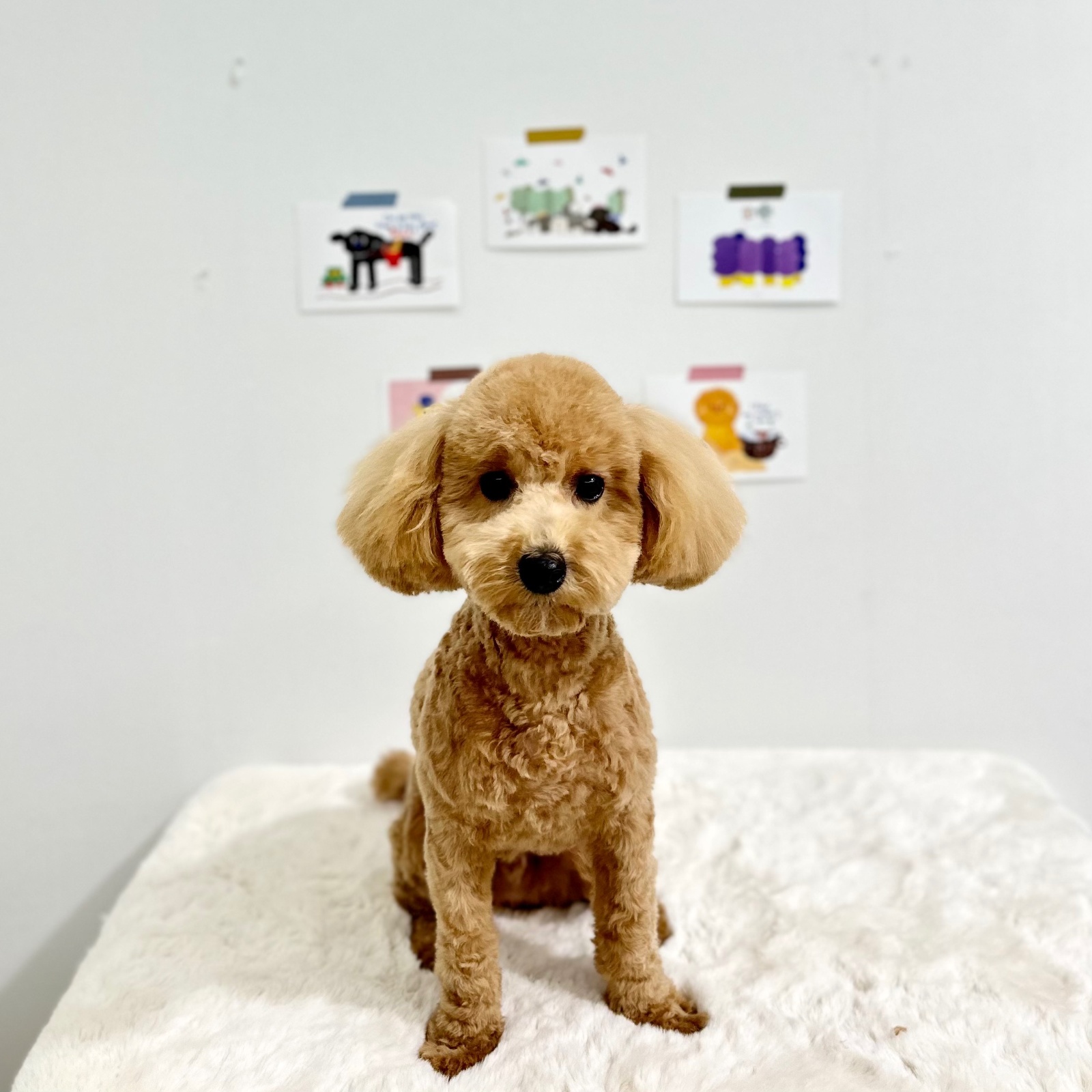 강아지 산책 공고 썸네일