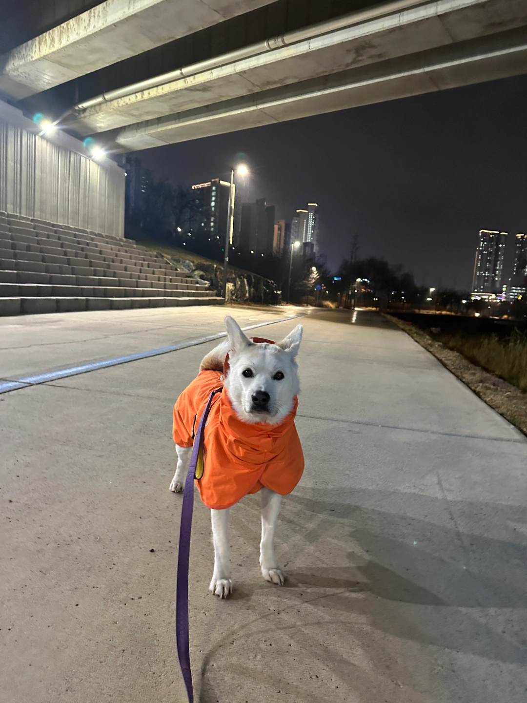 내일 펫택시 해주실분!