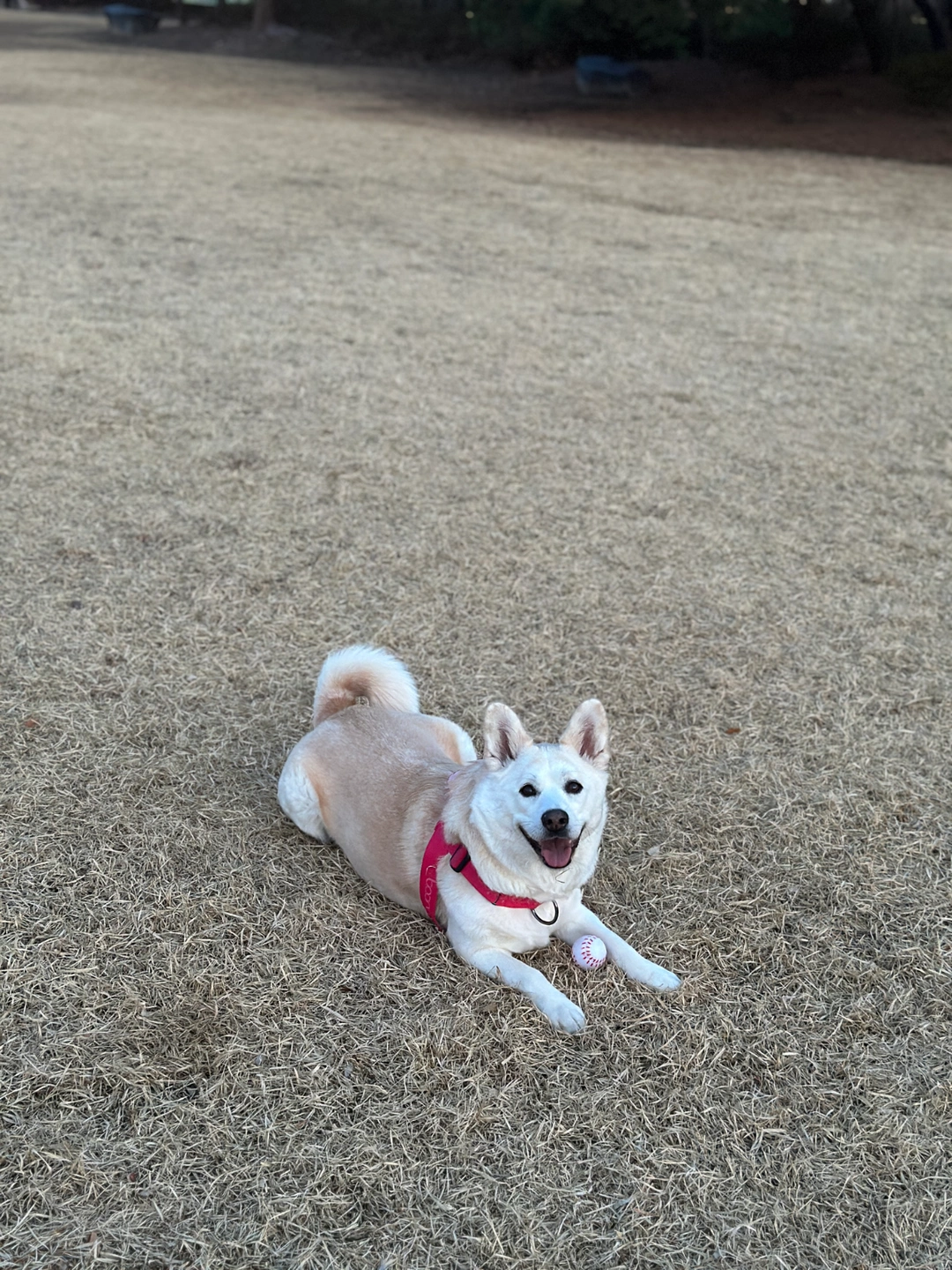 강아지와함께 펫택시