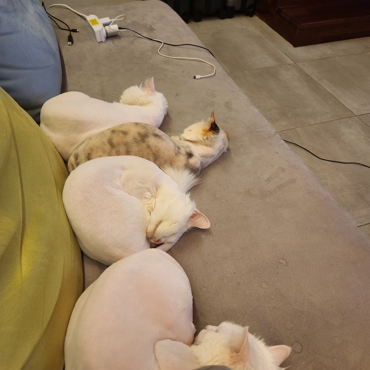 가사도우미 / 고양이 화장실 청소 공고 썸네일