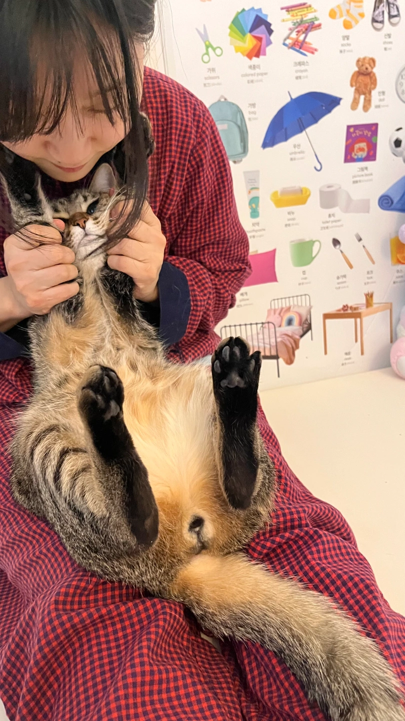 추석연휴 반려동물 고양이 돌봄 9/24-26