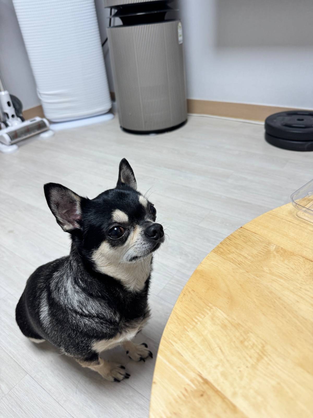 단모 치와와 8/20~22일 케어해주실분 공고 썸네일