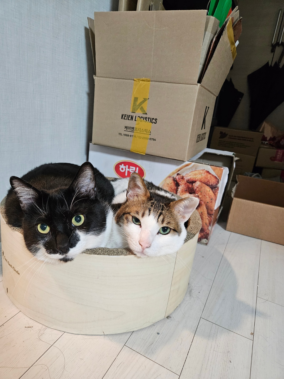 8/19(화)저녁. 고양이 돌봄 공고 썸네일