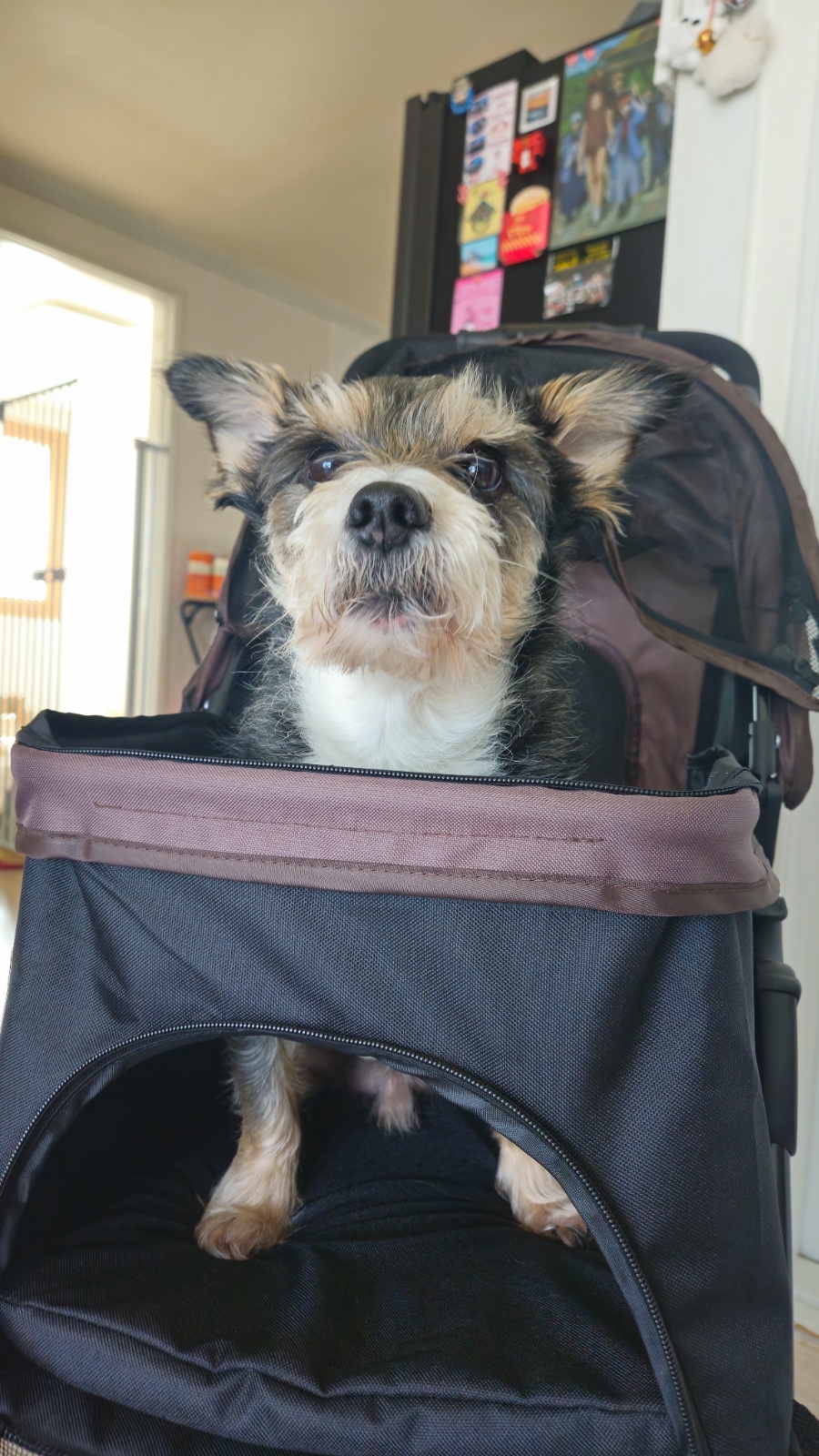 10/4-10 펫시터 구합니다 강아지2 고양이2 공고 썸네일