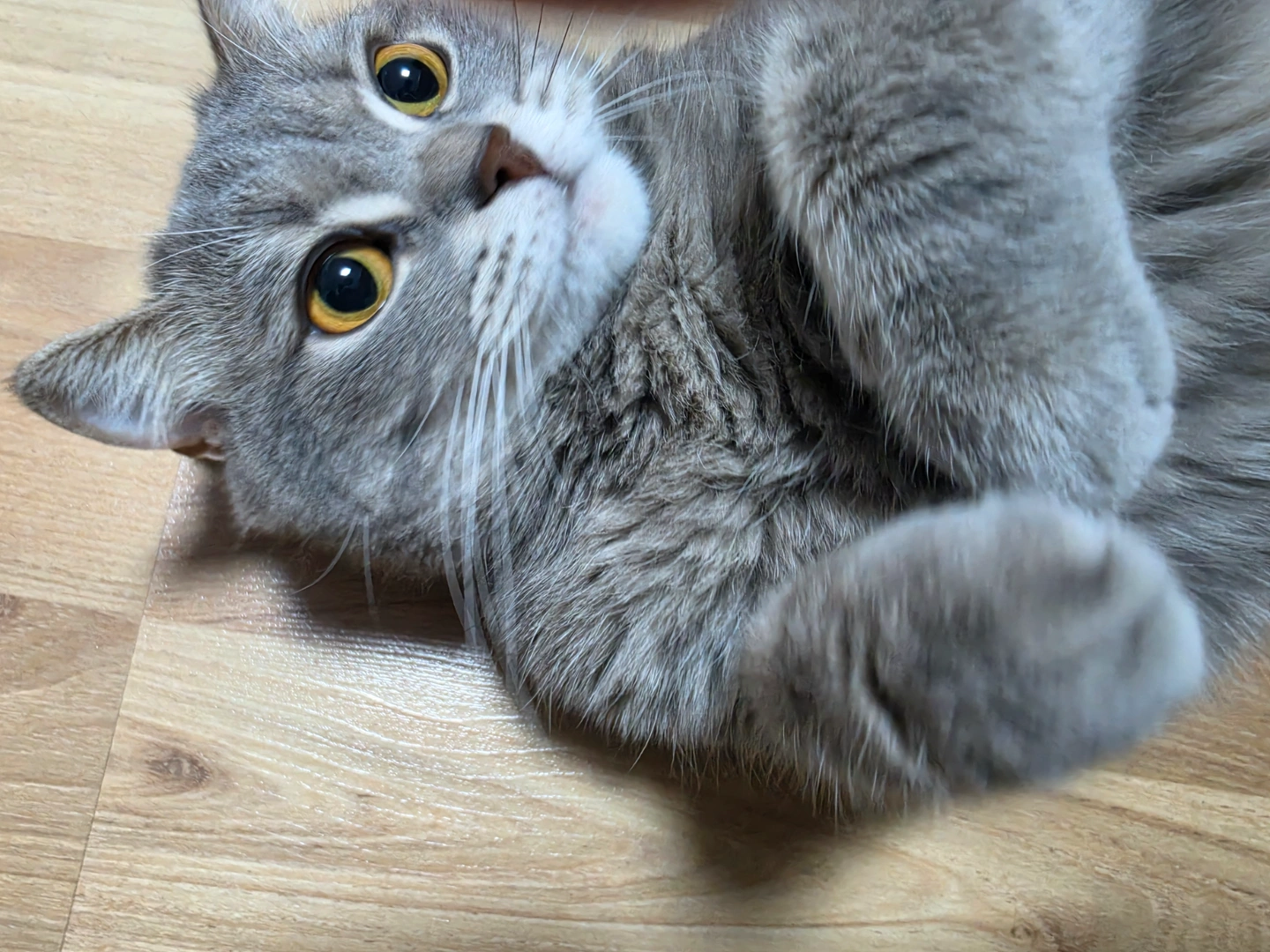 (모집)고양이 주 1~2회 놀아주실분