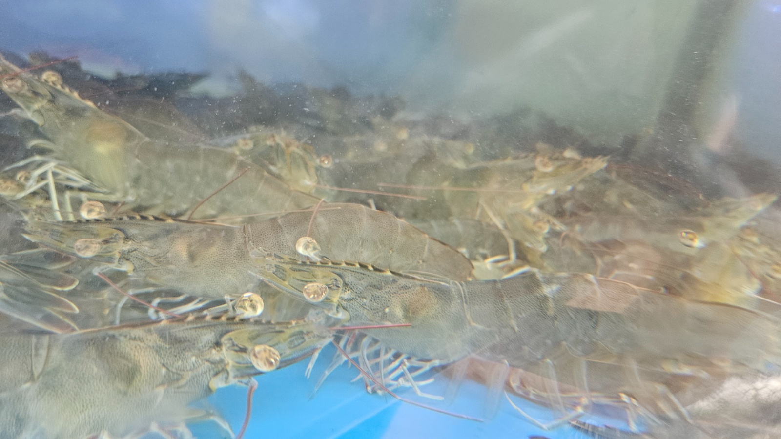 반석동 바다수산 알바 구합니다 공고 썸네일