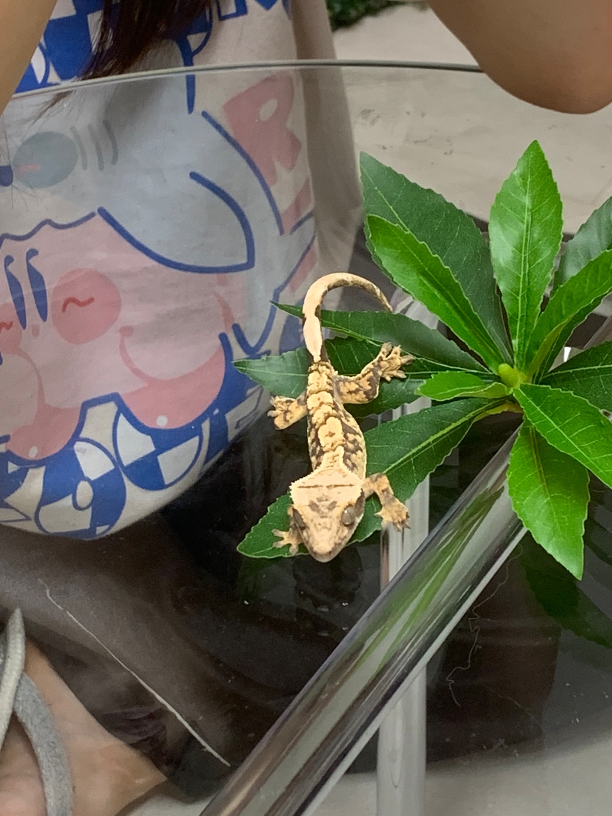 크레스티드 게코 호텔링 구합니다! 공고 썸네일
