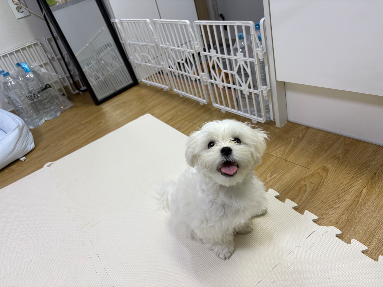 강아지 산책 주 3회x40분 (청학동) 공고 썸네일