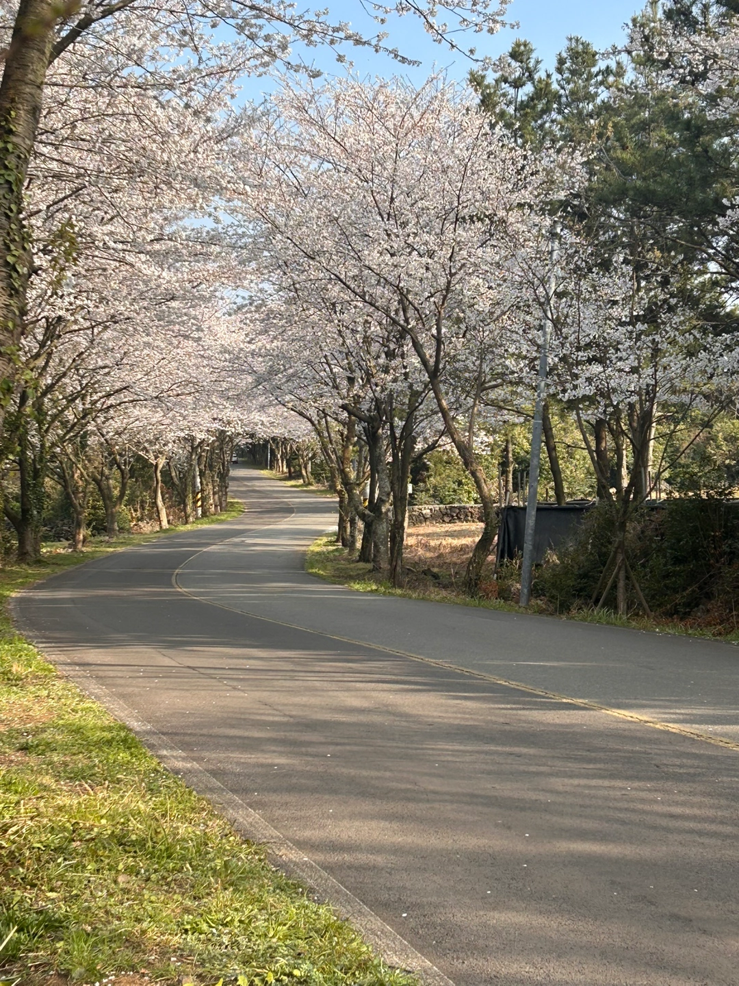 시급14,000 주2-3회 월정리숙소