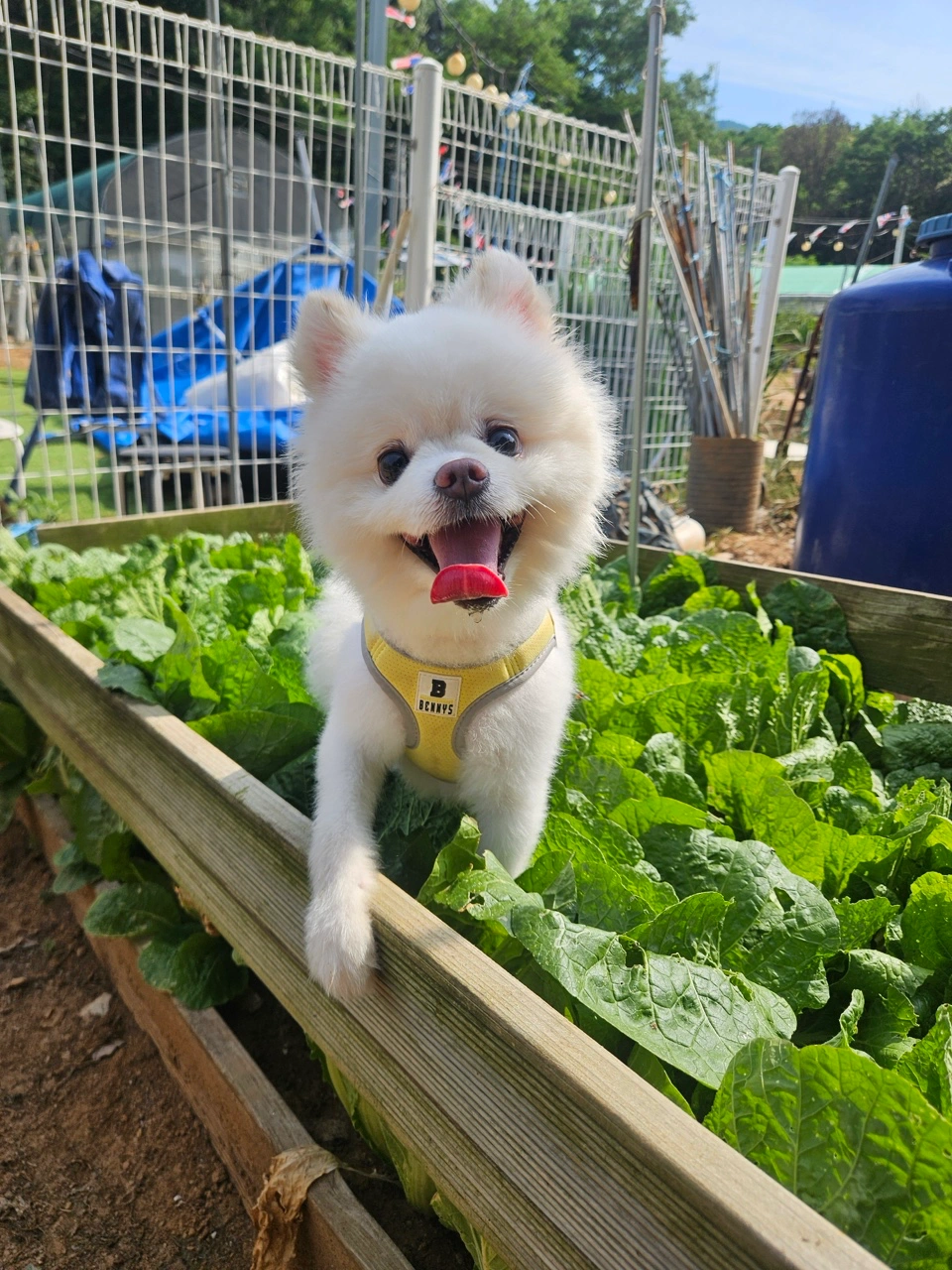 강아지 2마리+레오파드게코 자택 숙박 돌봄 구해요