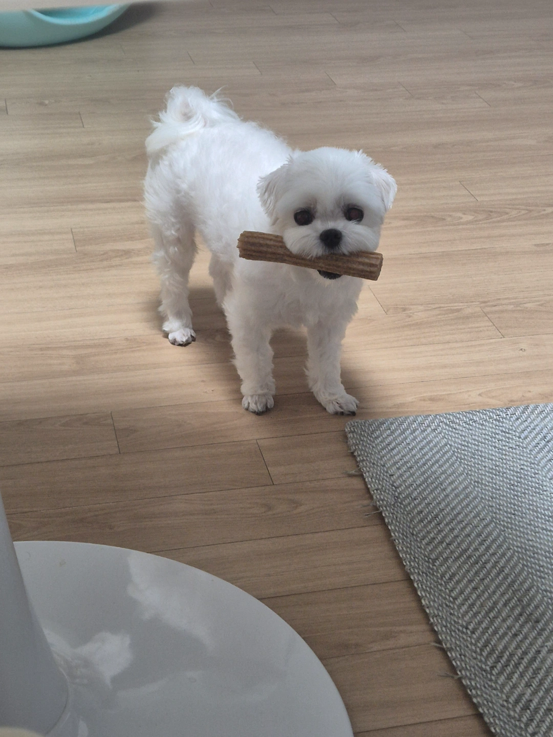 18토 오전9시 강아지 산책시켜주실분