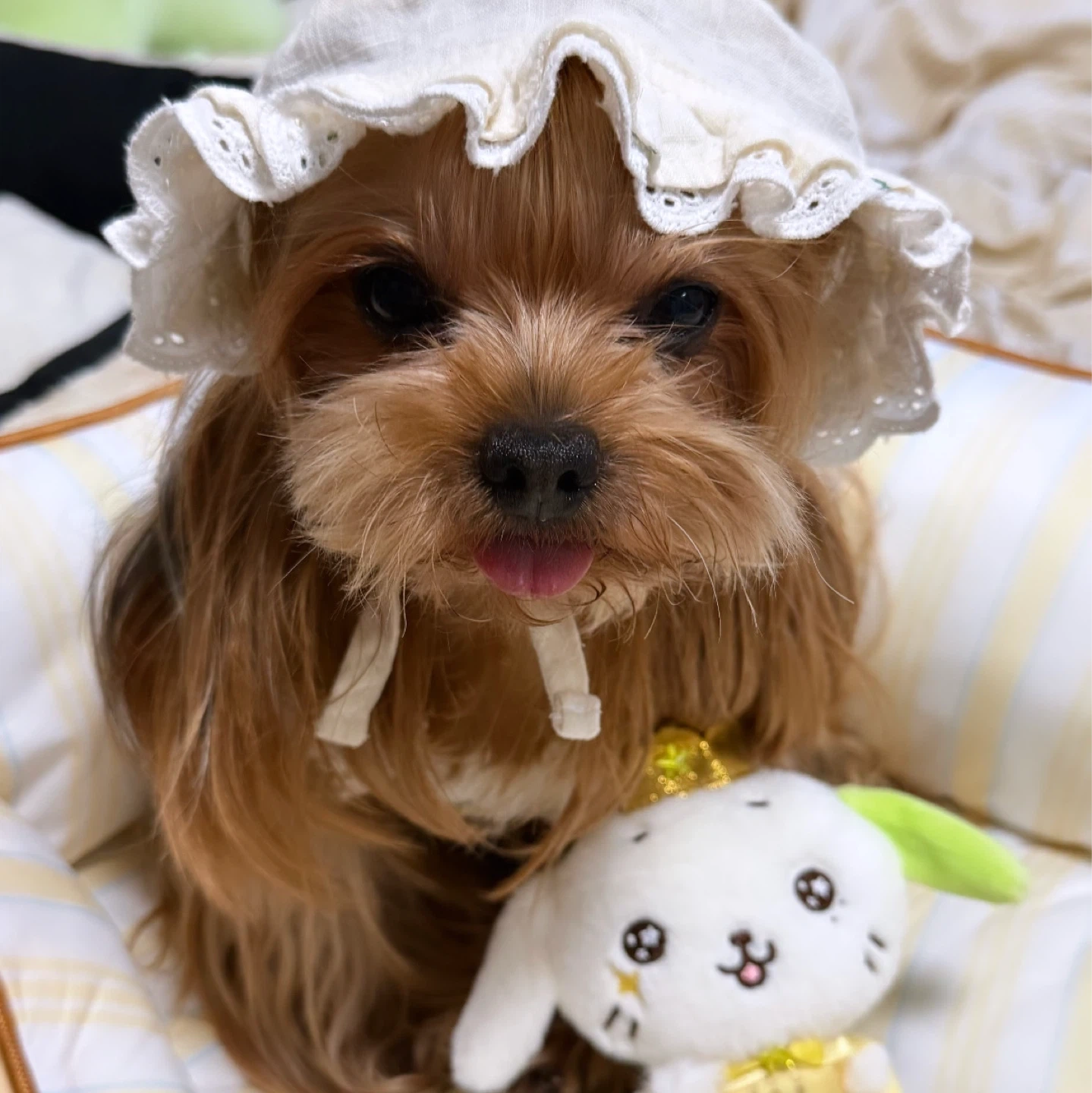 오늘 하루만 저희 강아지 놀아주실 여자분 구해요 !!