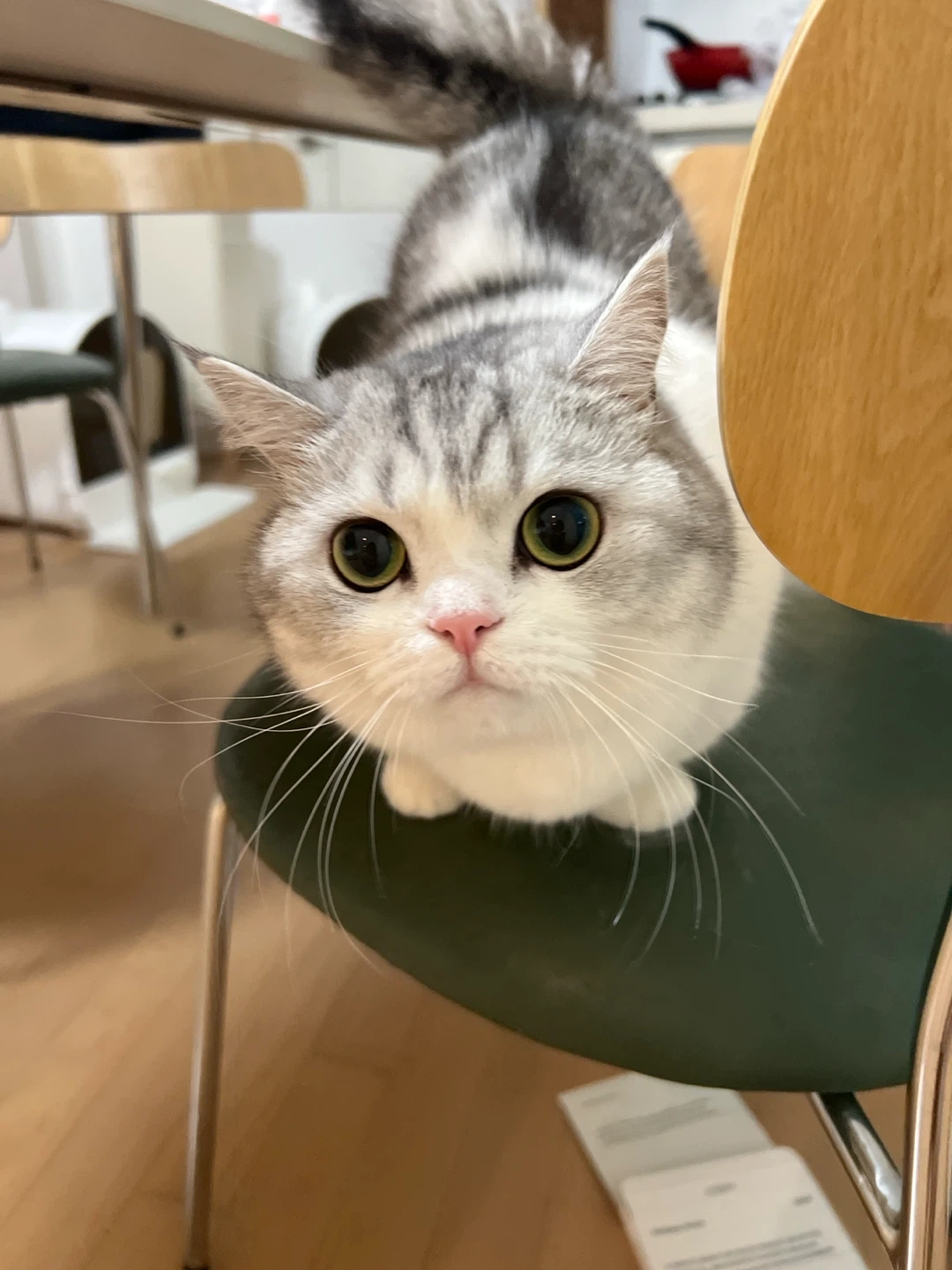 집청소와 고양이 털관리해주실분