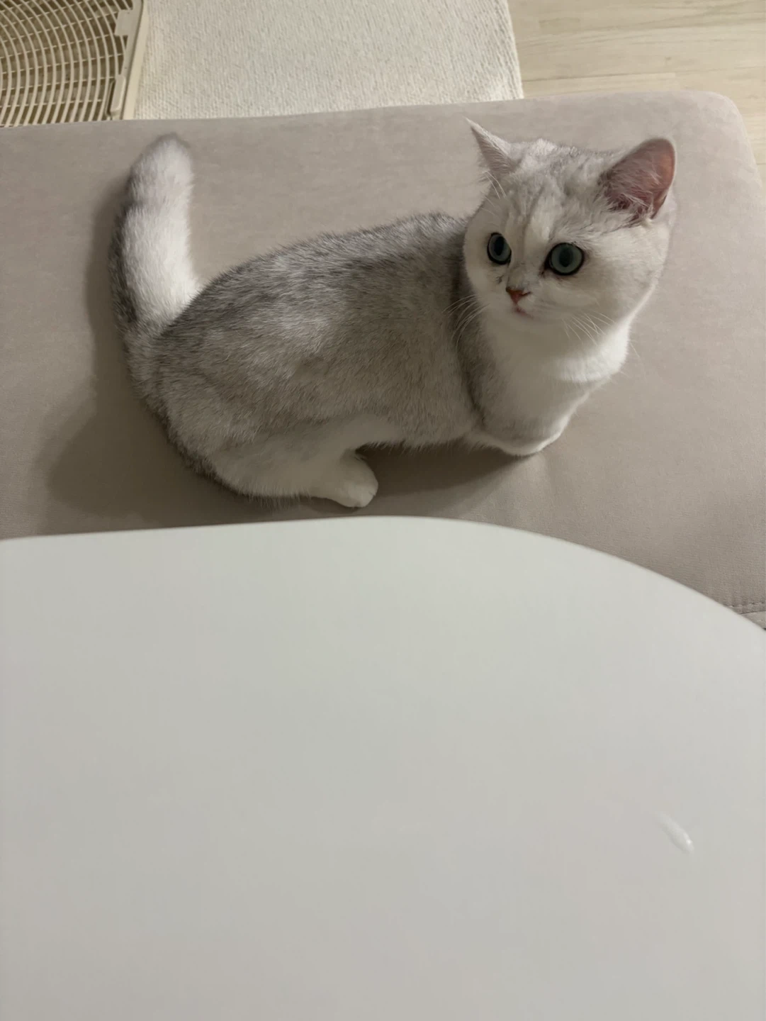 고양이 저희 집에 계시면서 돌봐줄 분 구합니다.