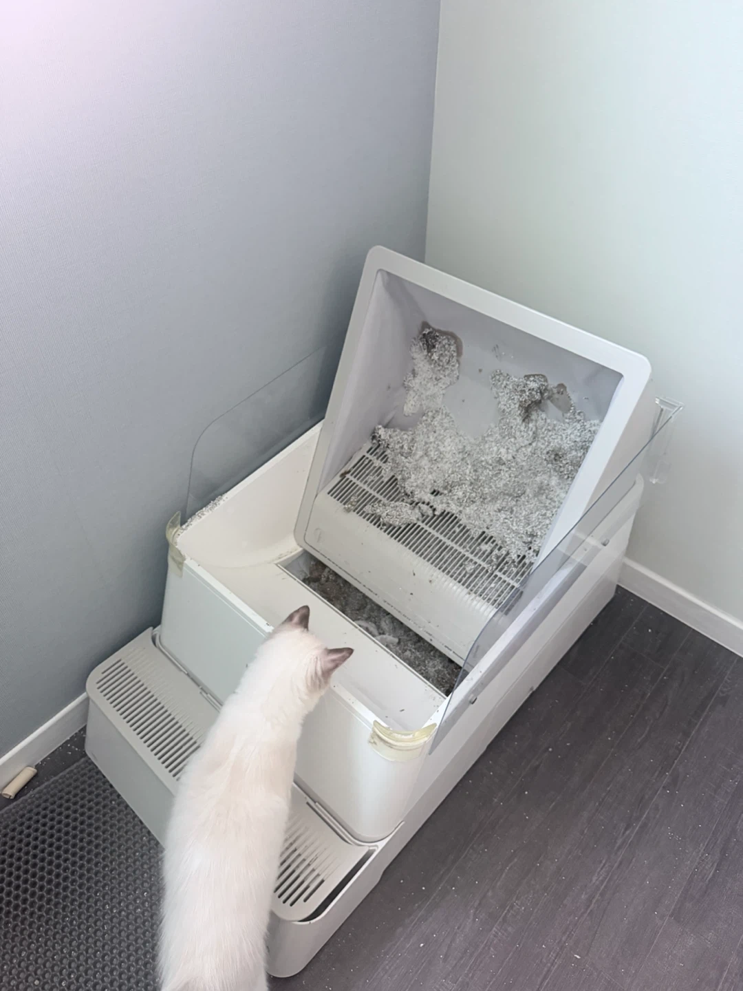 고양이 자동 화장청소해주실분