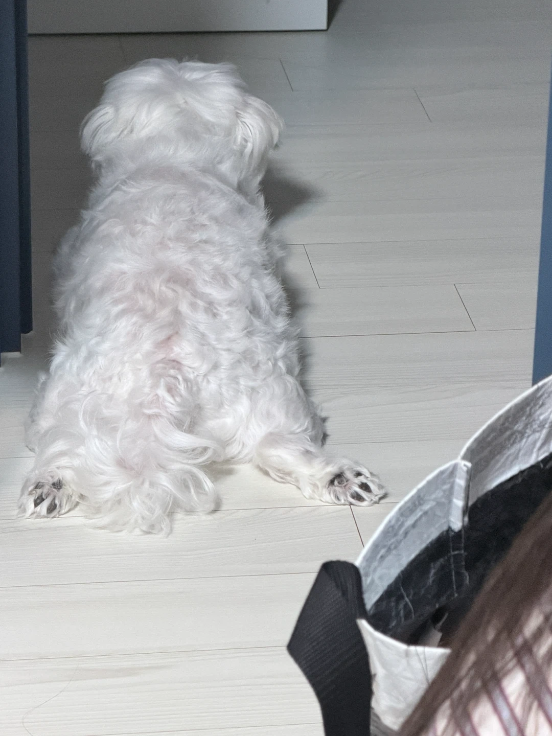 강아지 산책