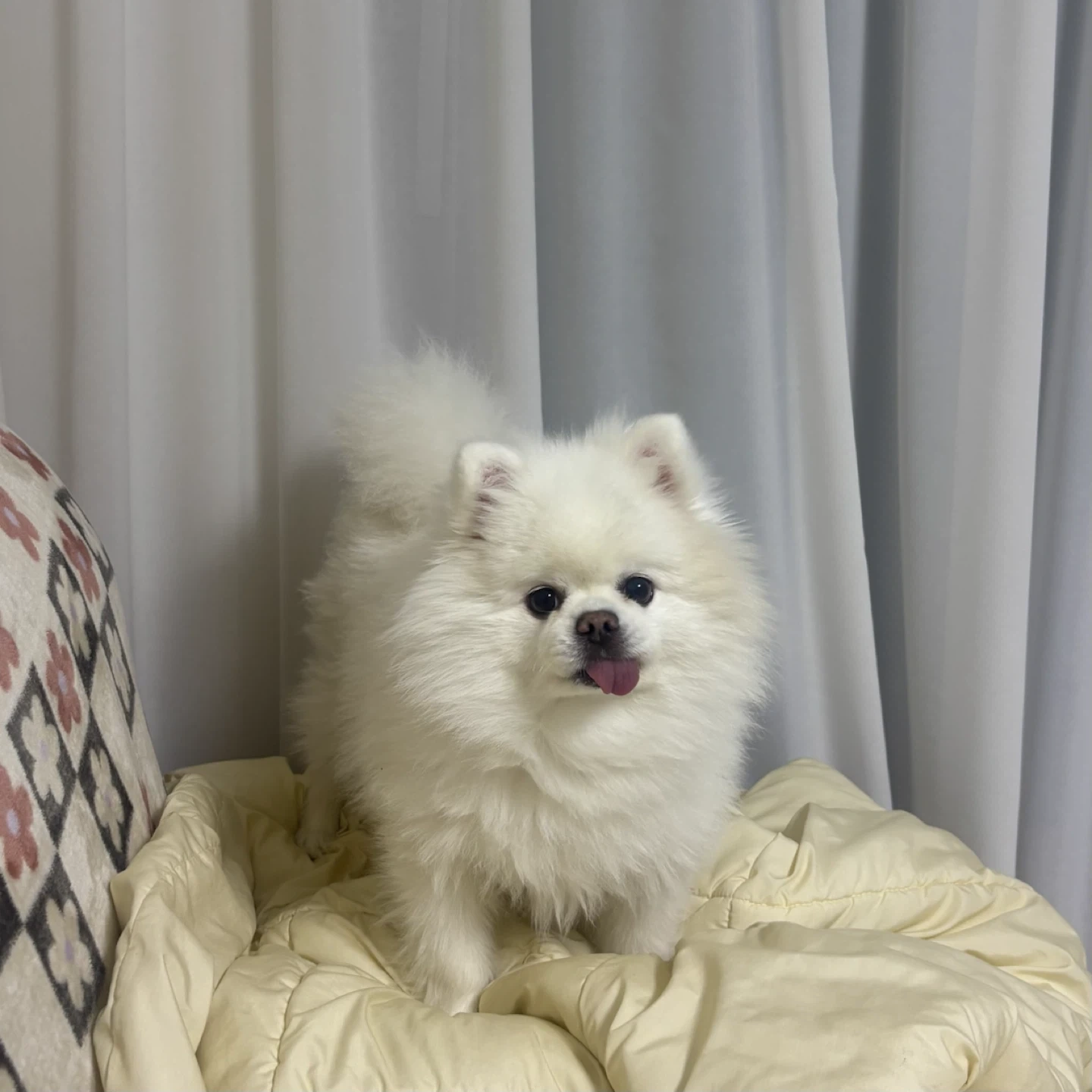 강아지 위탁 돌봄(6박 7일)