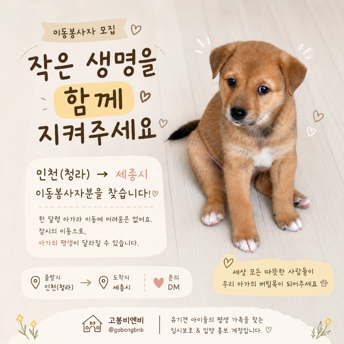 8/1 또는 2일 아기강아지 이동봉사 구해요(인천>세종