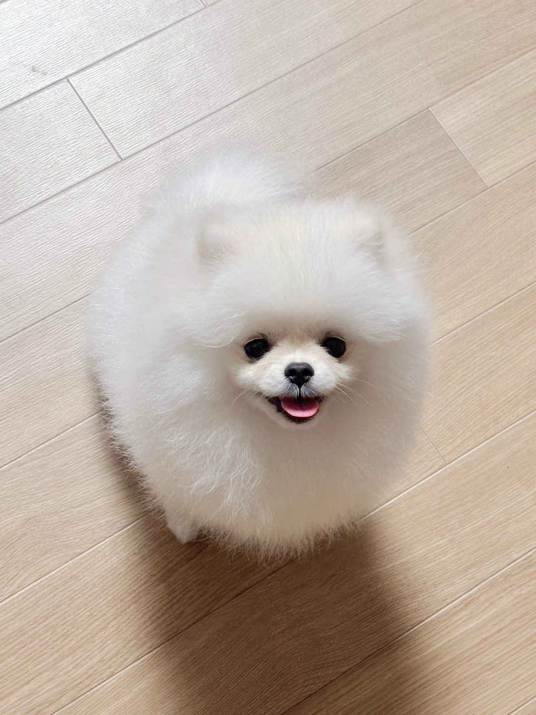 포메라니안 8/8-12 가정집 돌봐주실 분 찾습니다