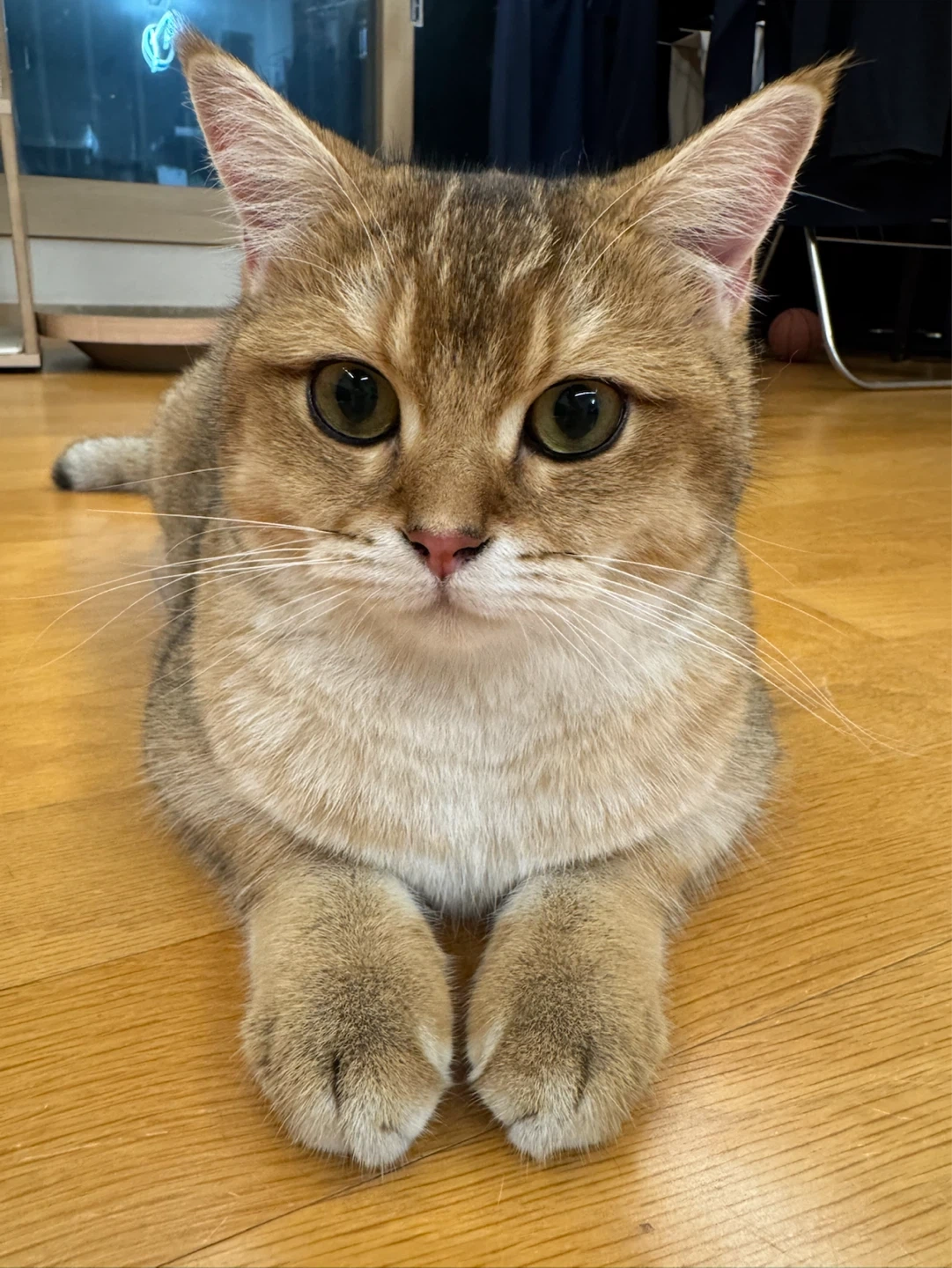 고양이 약먹여주실분 4회