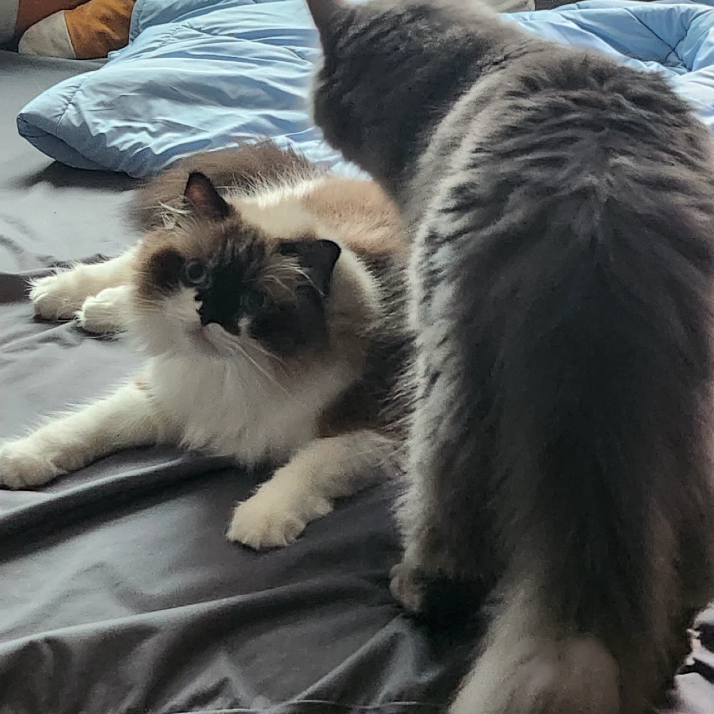 고양이 밥 주시고 모래 치워주실 분