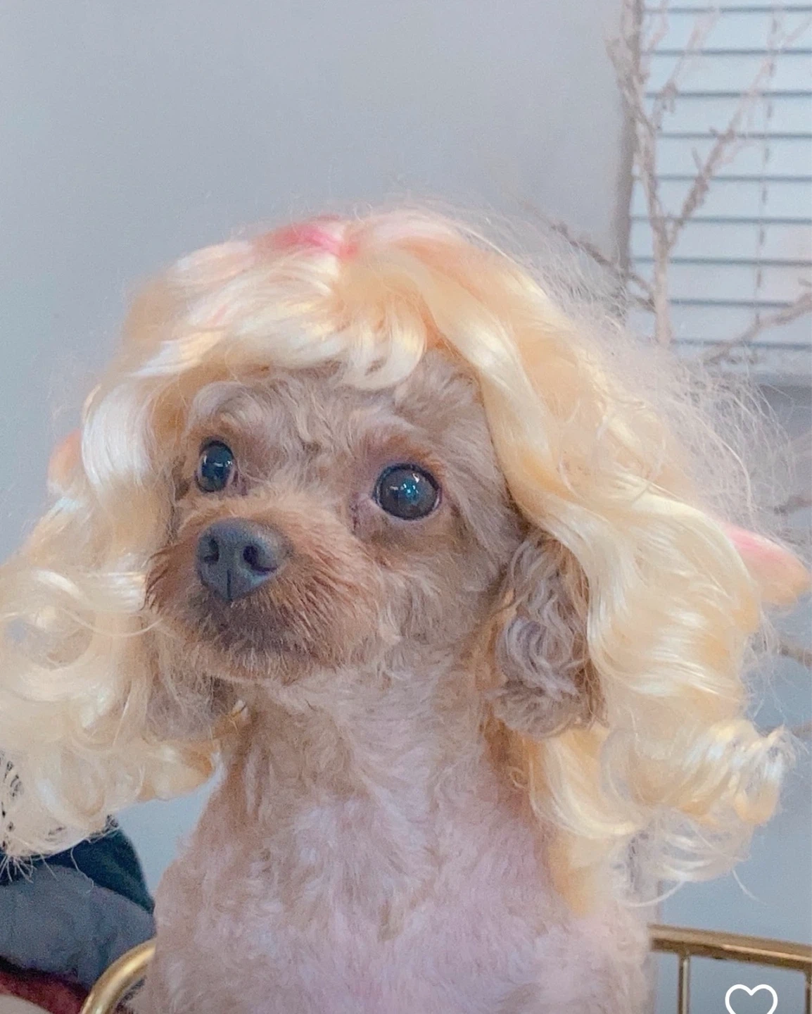 강아지 하루2번 20분씩 돌봄(약먹이기 등) 총8회