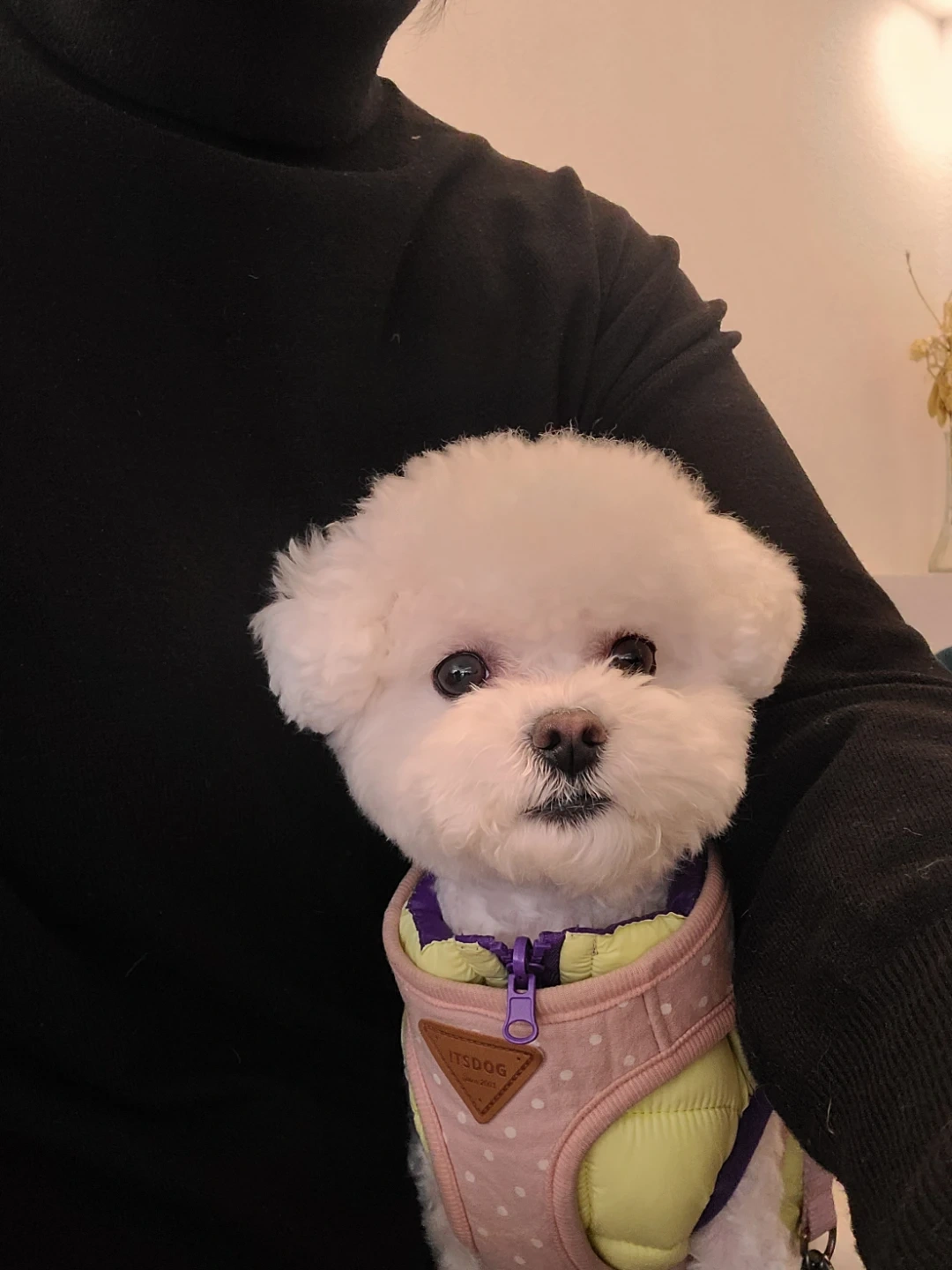 순하고 예쁜 강아지 돌봐 주실 분