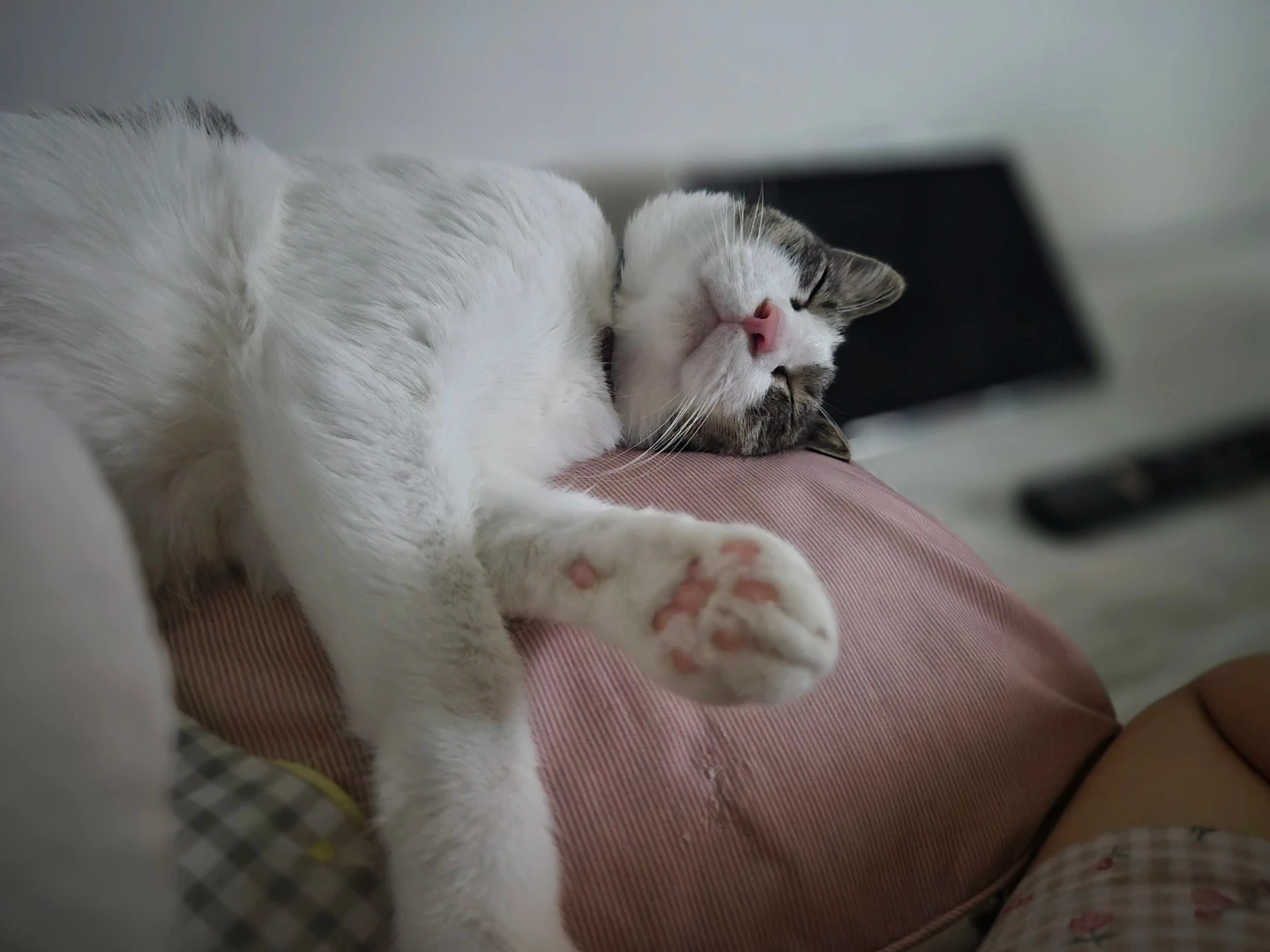고양이 사료급여/화장실 치우기