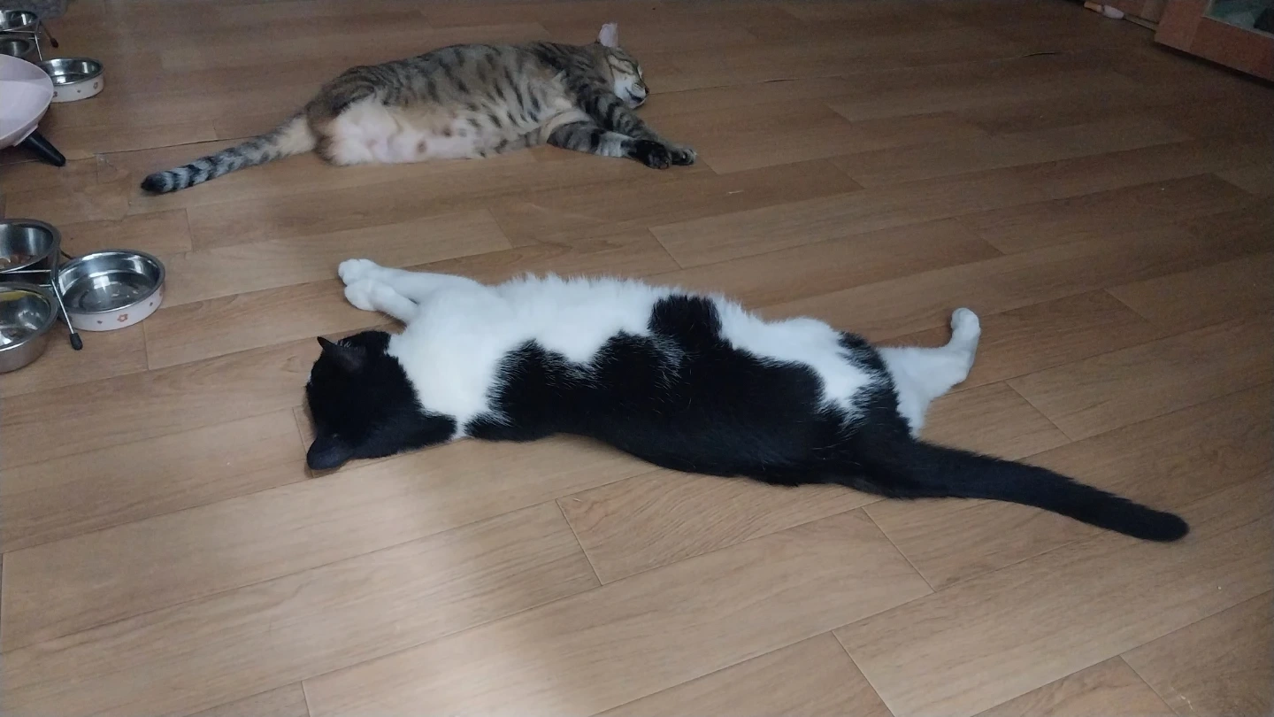 7/31,8/1 제 세 냥이 챙겨주실 분