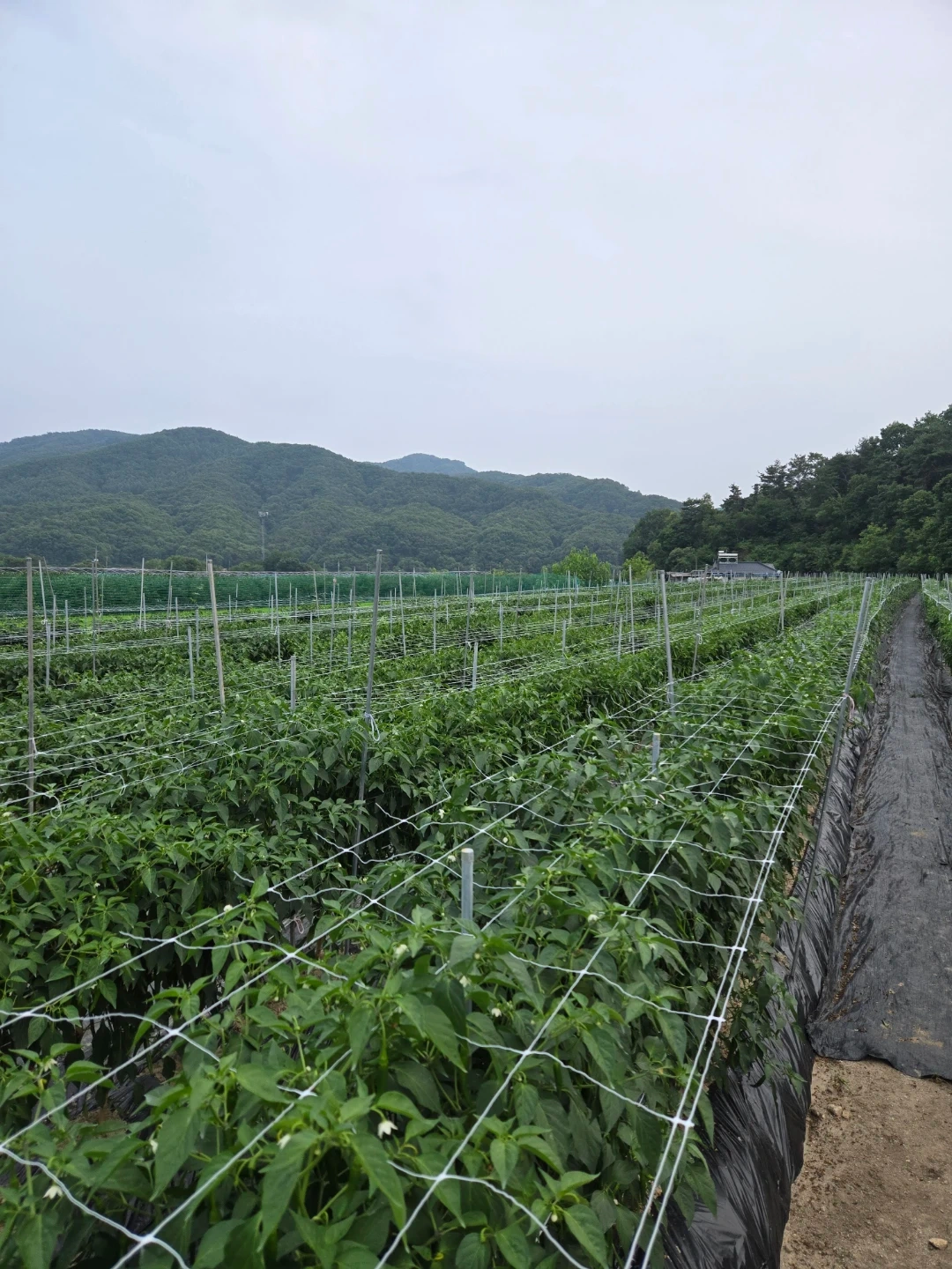 고추따 주실분
