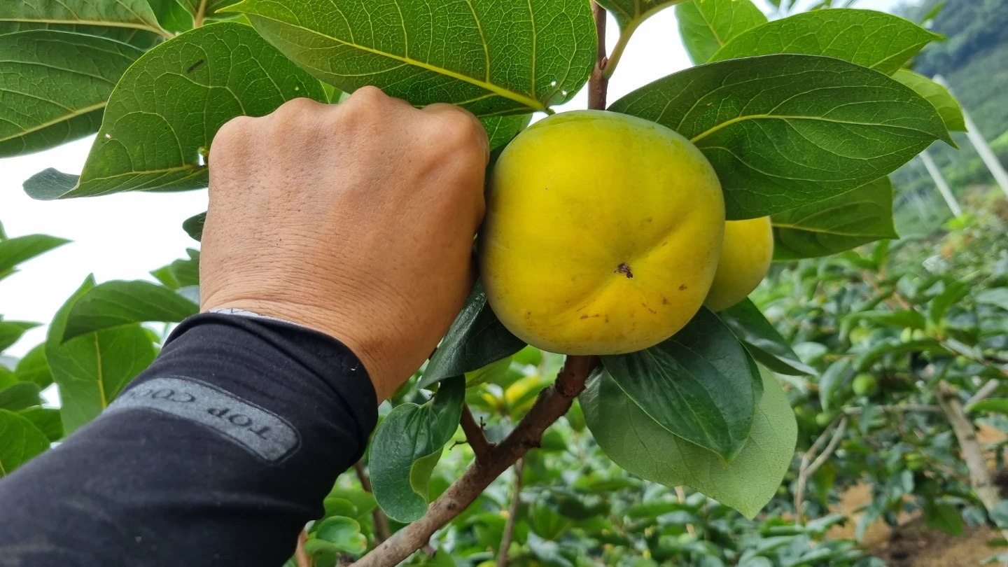 과수원 감따기 및 선별작업