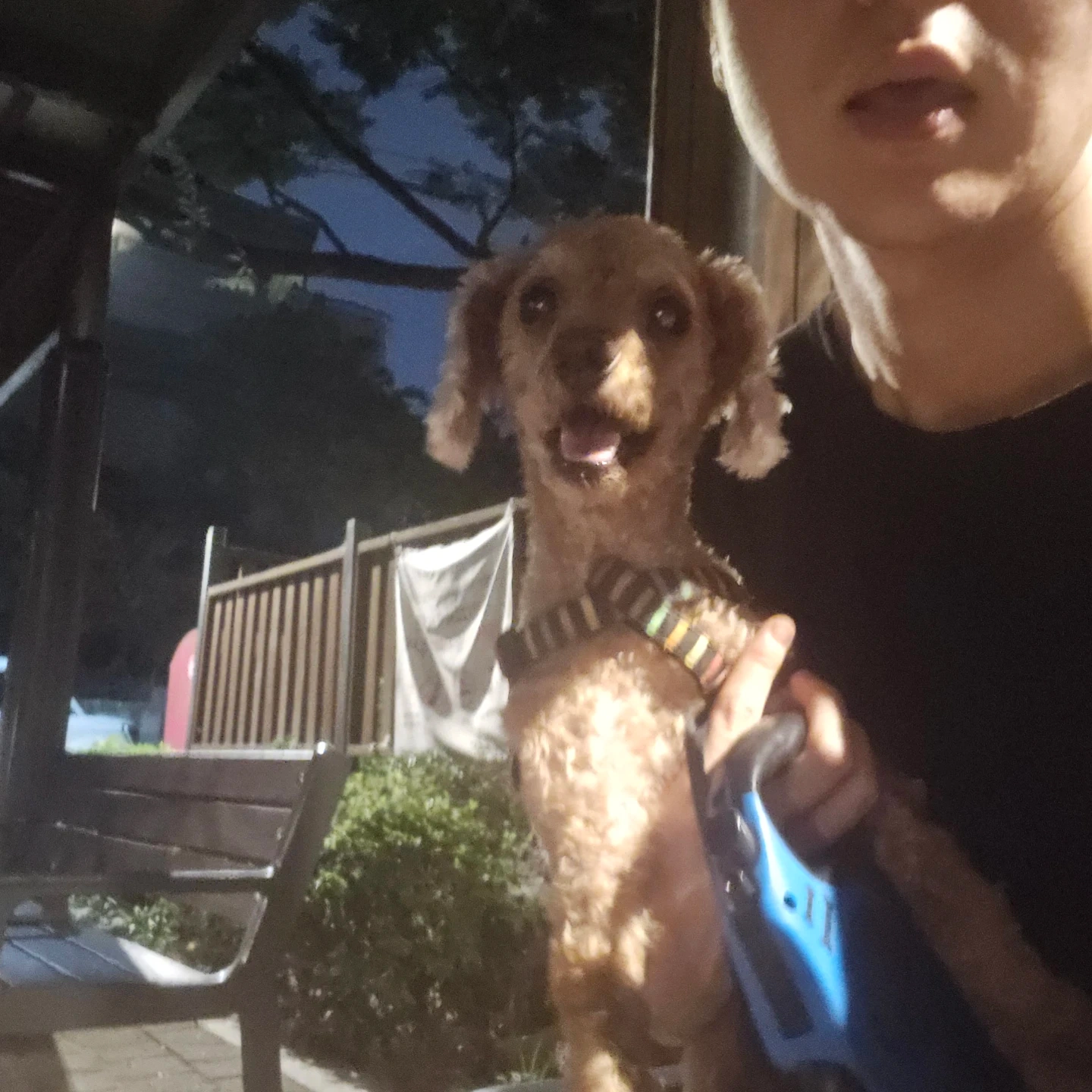 강아지 산책 알바 푸들 소형견 5kg
