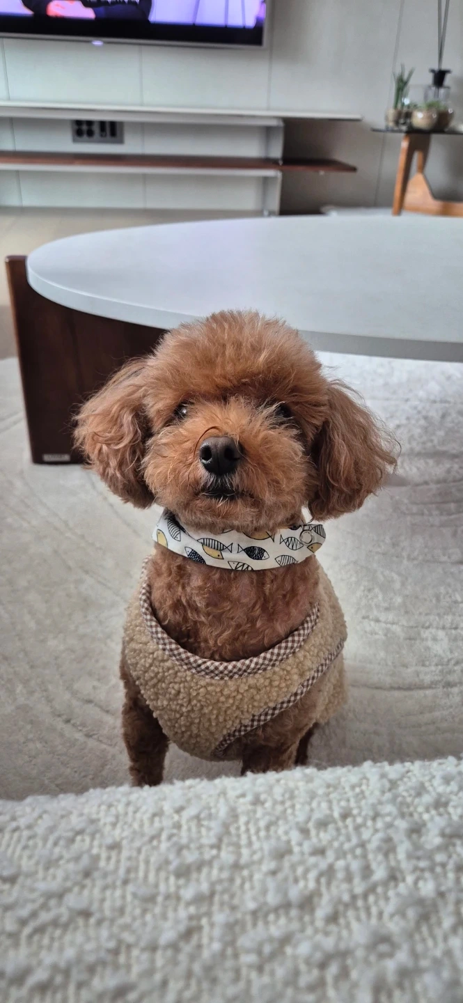 강아지 돌봄