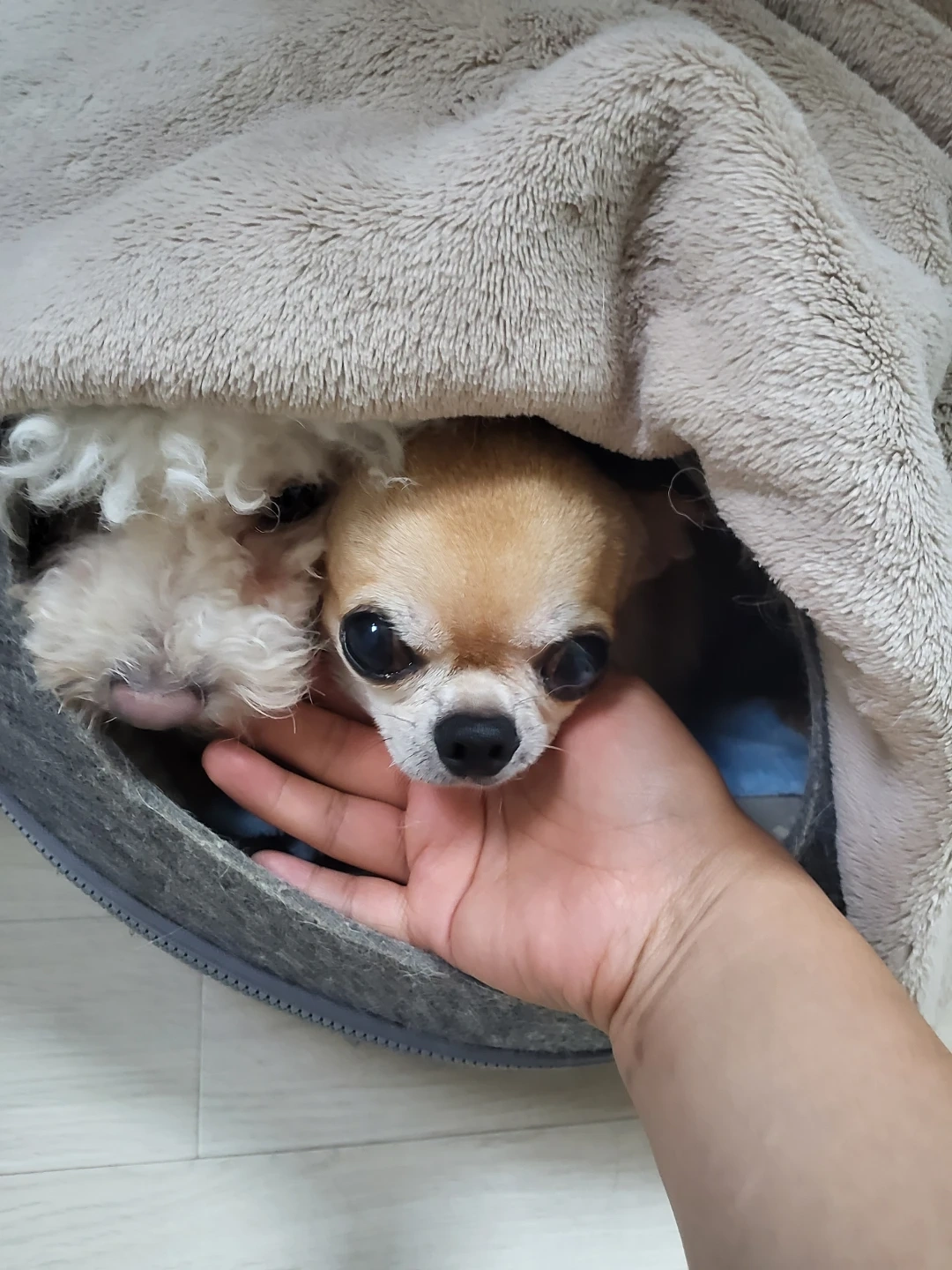 펫시터 ( 일정날짜와 공고문 잘읽고 신중히신청주세요