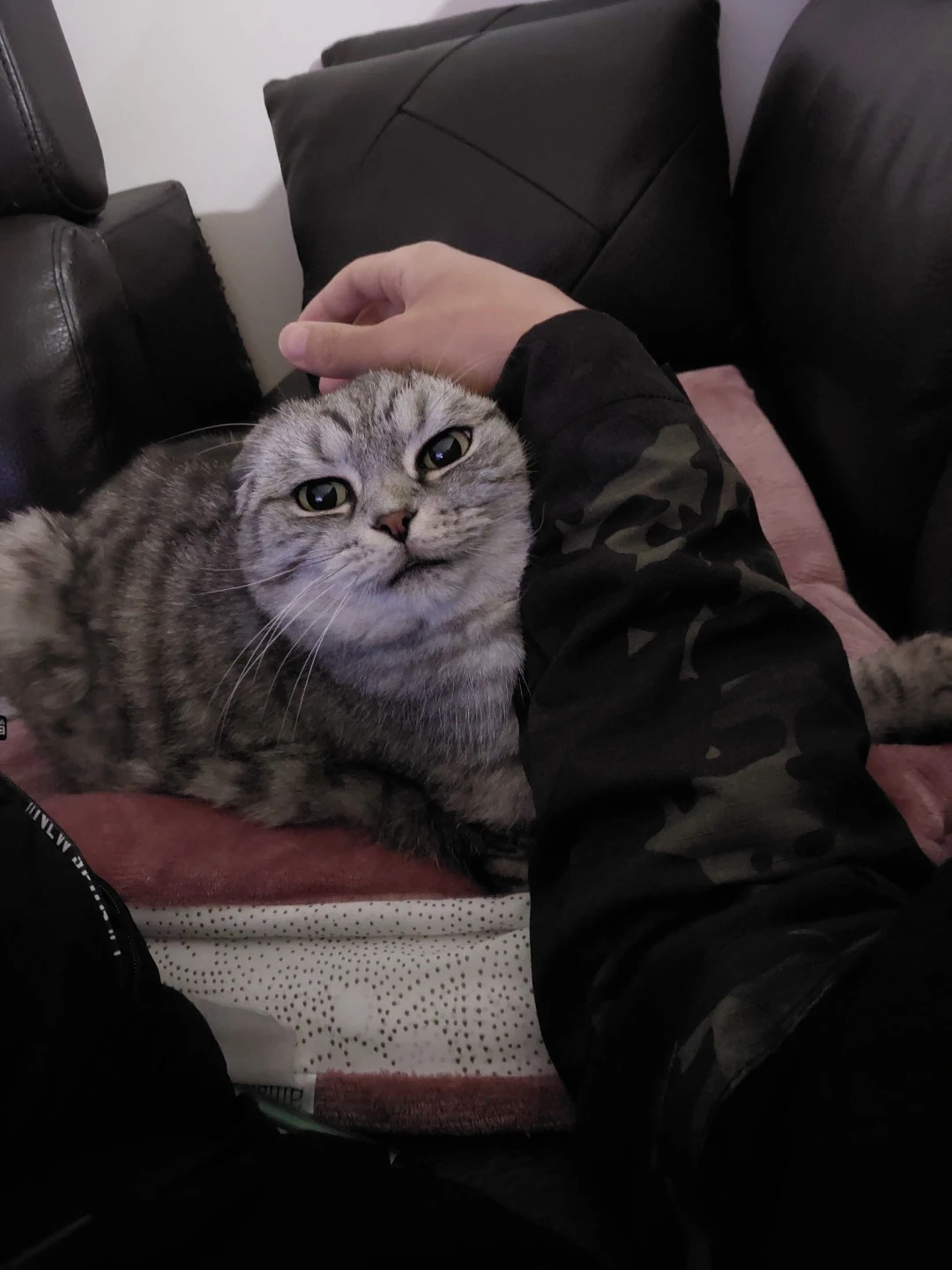 고양이 케어 해주실분