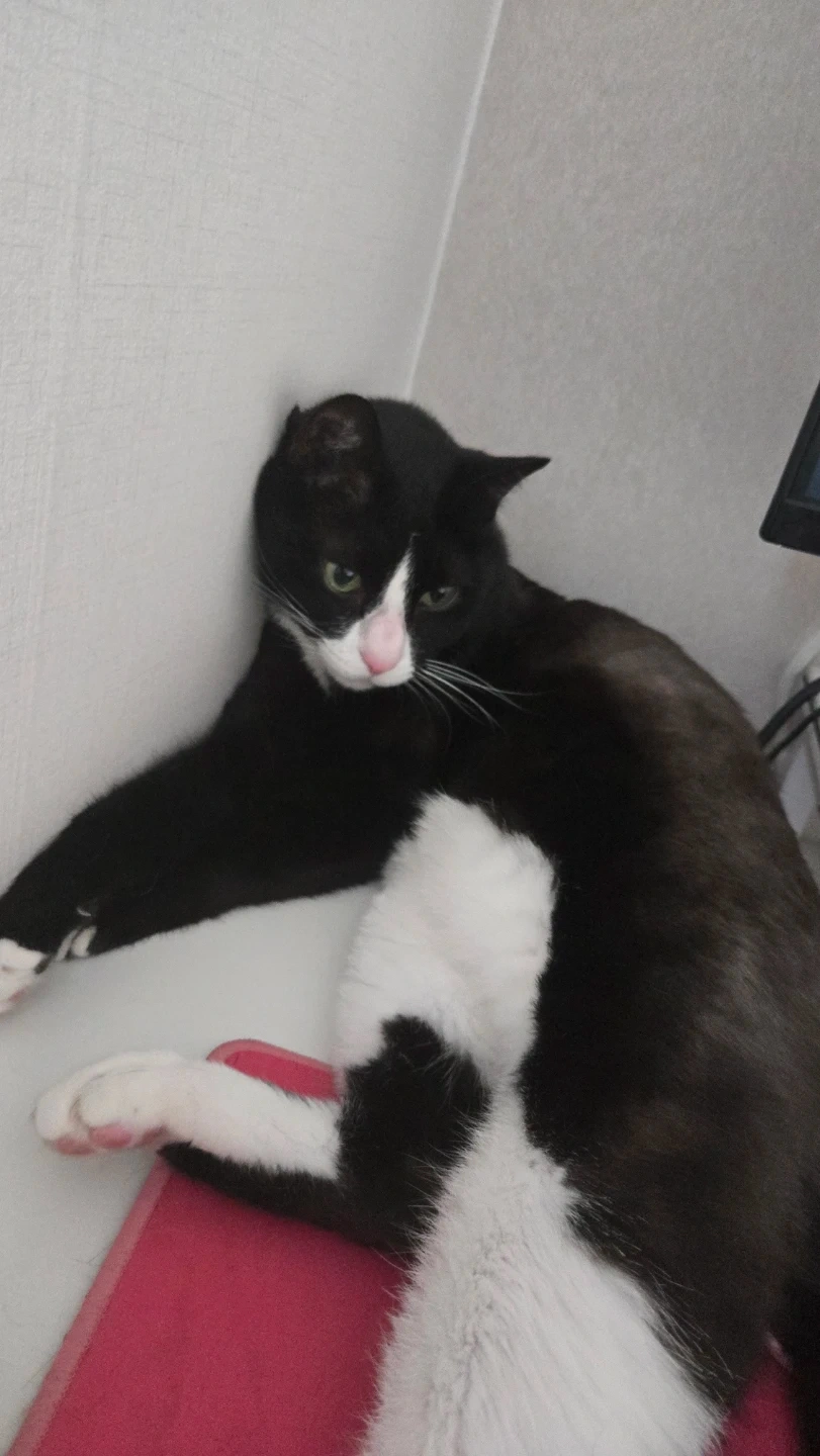 7월 31일~8월 1일 총 2일 고양이 밥 챙겨주실분
