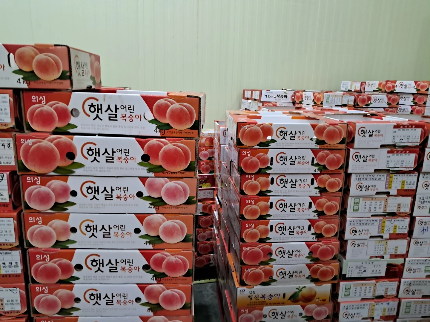복숭아,자두박스 나르기