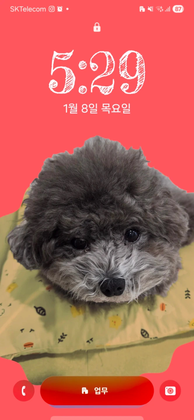 펫시터 급하게 구합니다