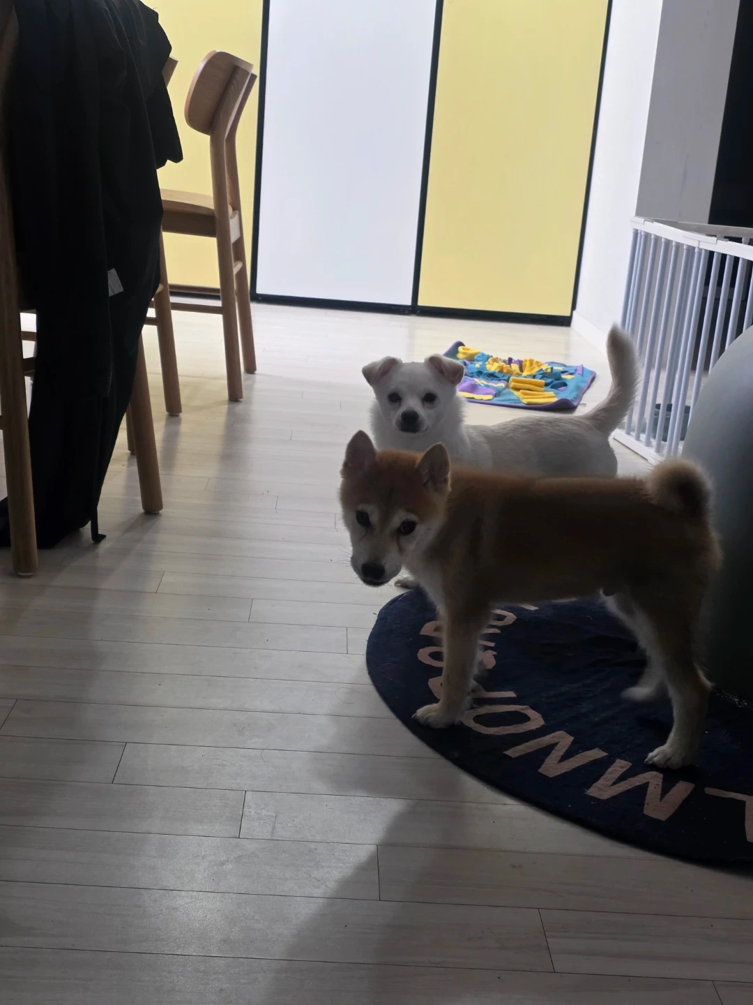 매주 2일 가사일 3시간 화장실과주방 위주로 도와주