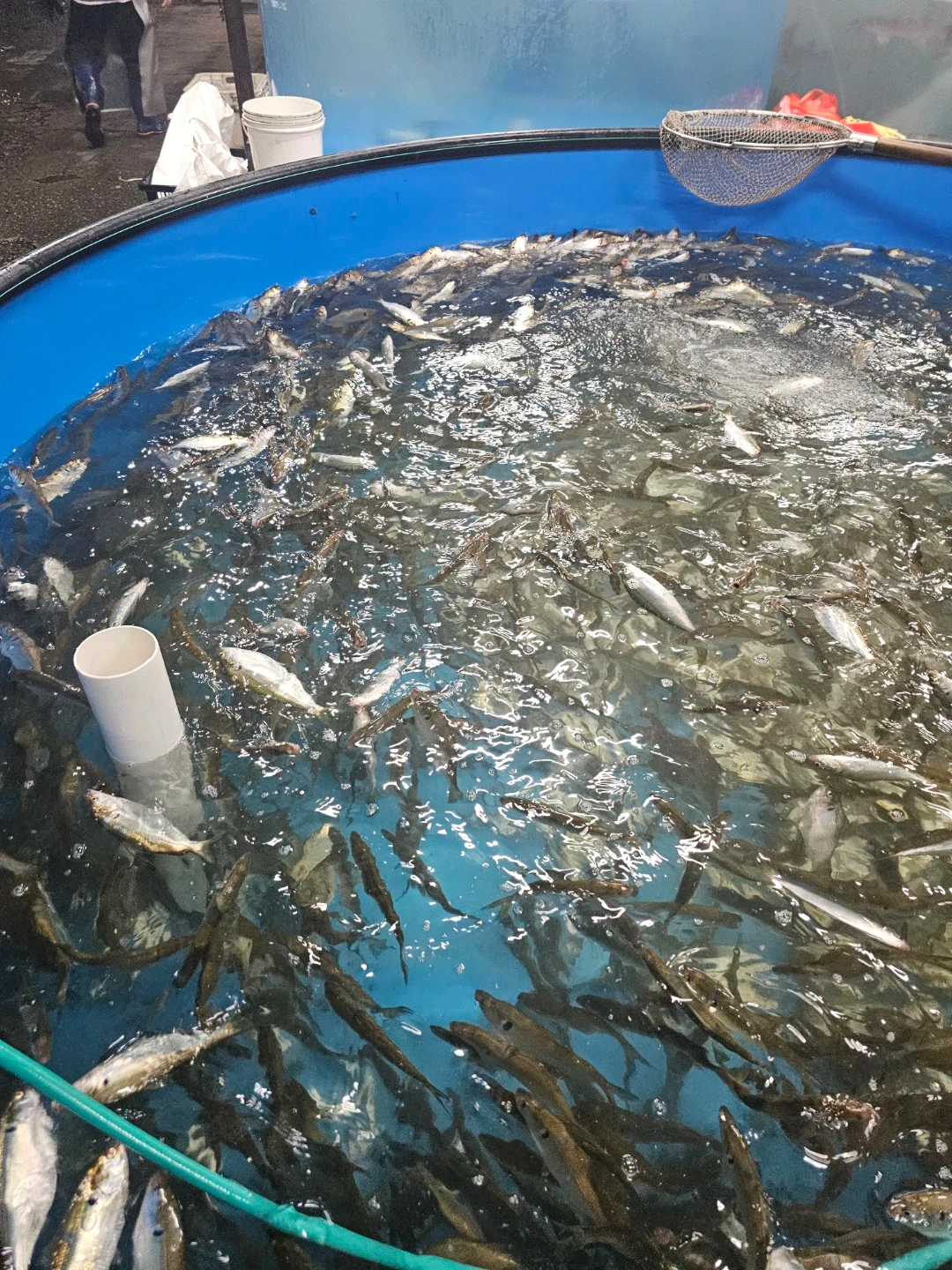전어철 1톤차 건당 기사 구합니다
