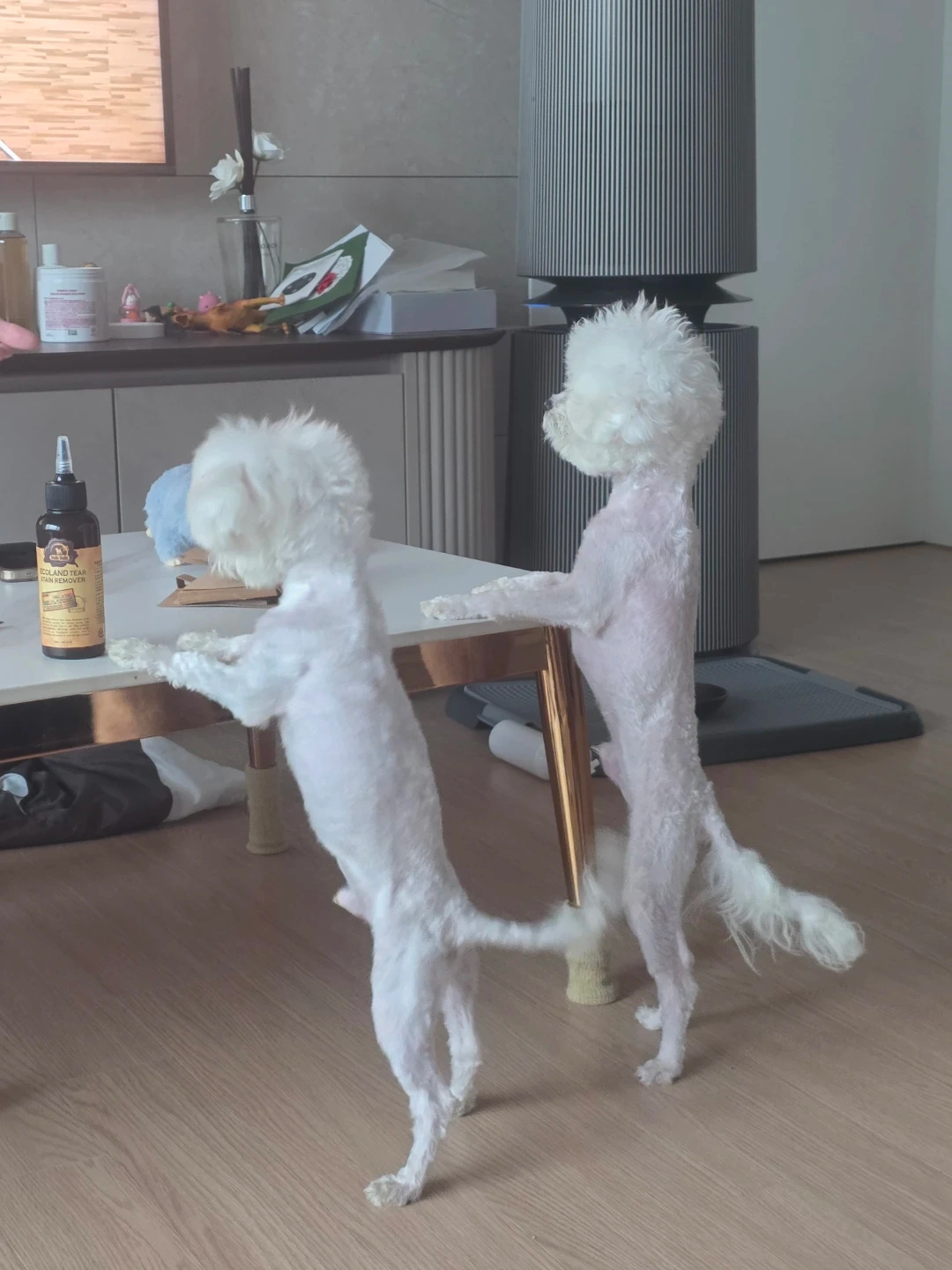 강아지 사료주실수 있는분 금강펜테리움6차
