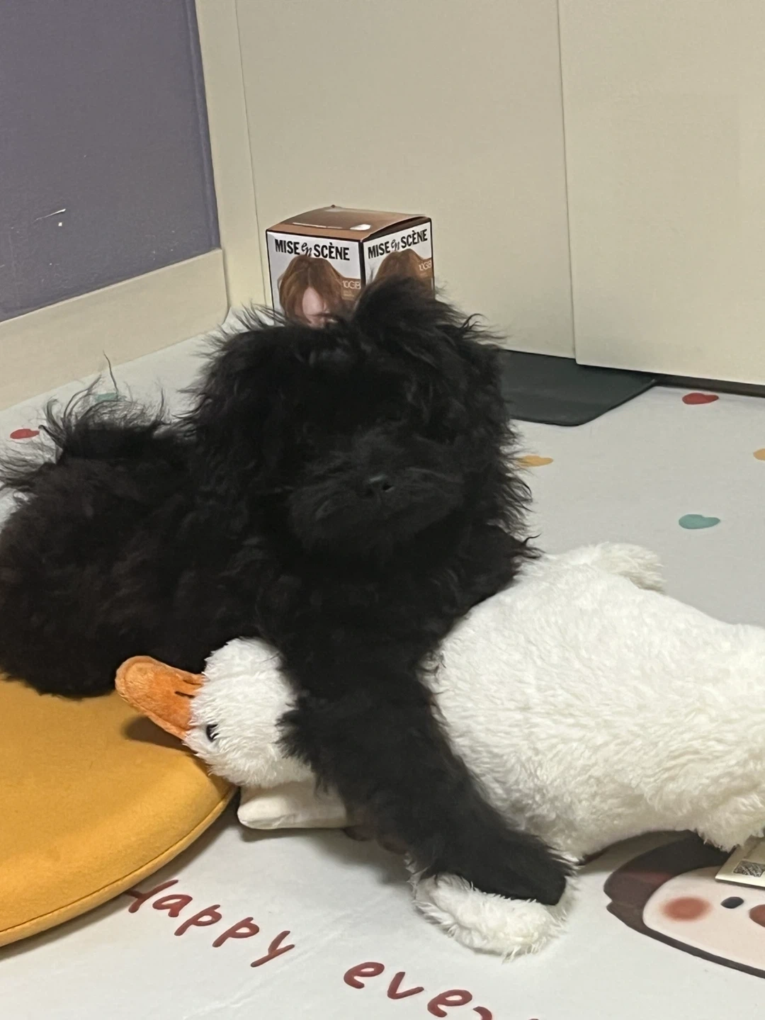 4개월 된 강아지 평일 돌봄 구합니다~