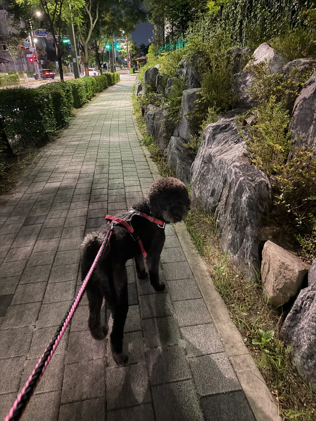 강아지 산책 알바 모셔요!