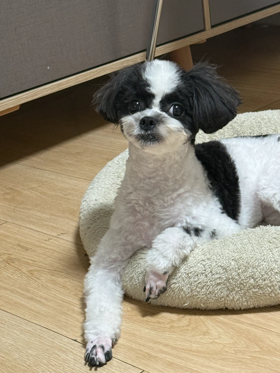 강아지 돌봄 정기 알바