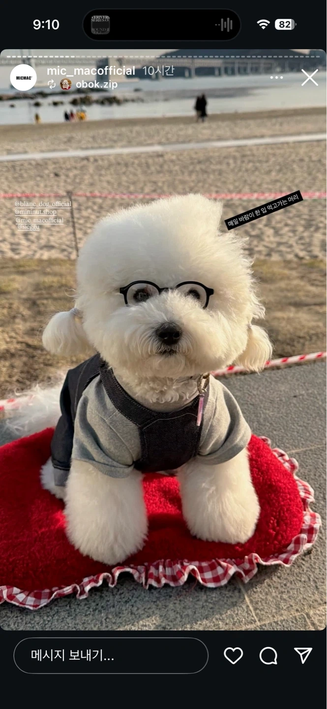 강아지 돌봄이 찾고있습니다