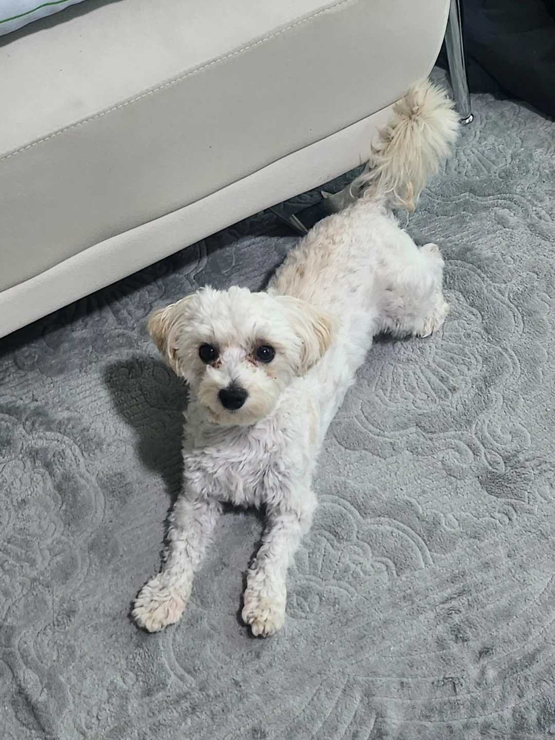 평일 매일 강아지 돌봄 산책 알바 모집